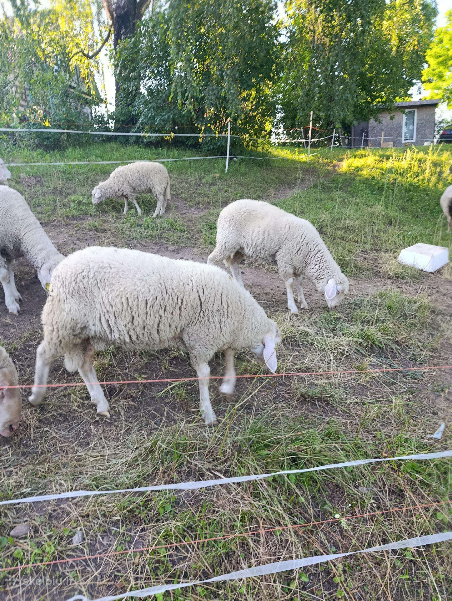 Merinosų baroniukas, avytė