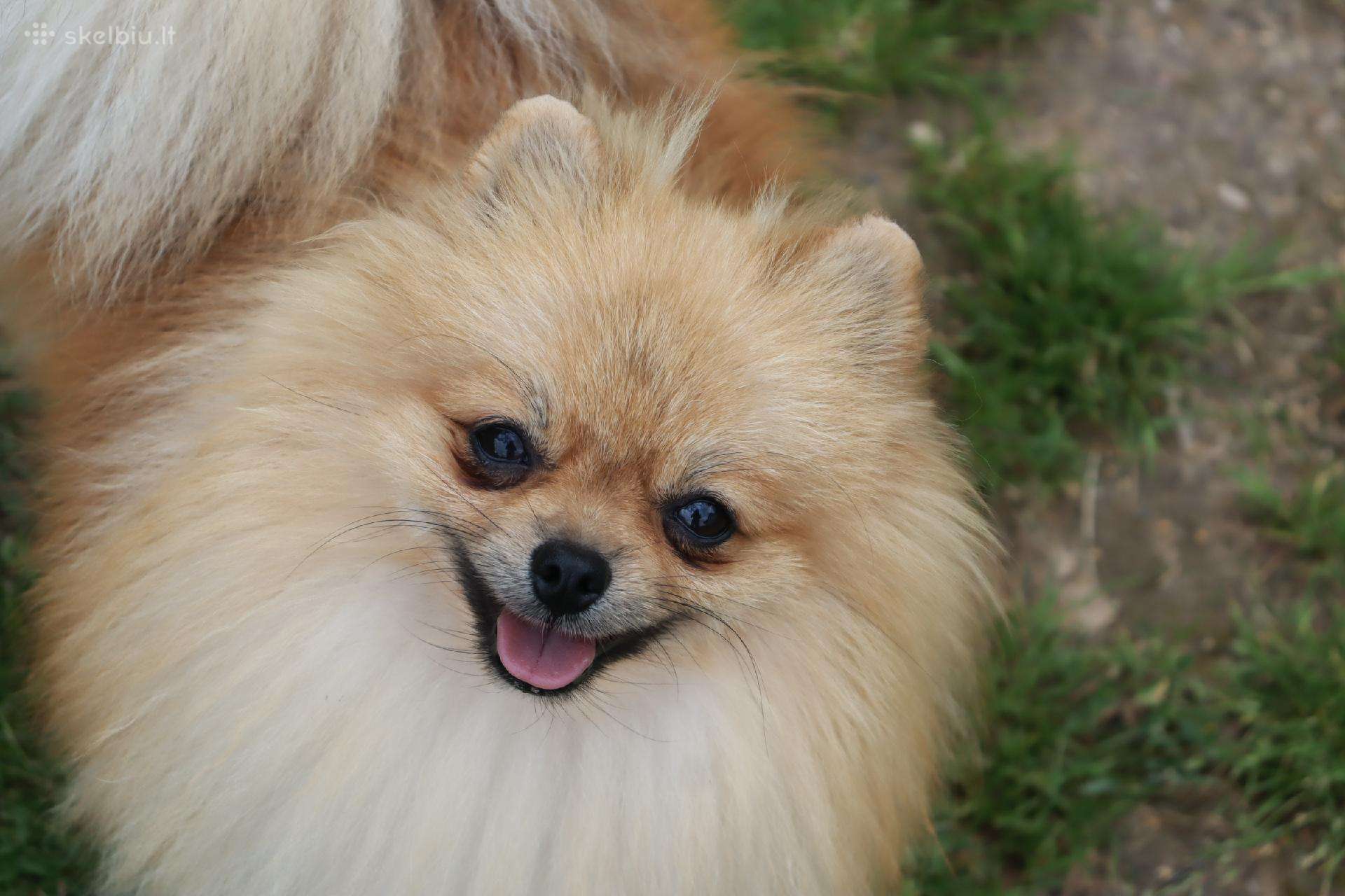 Pomeranijos špicas su dok.