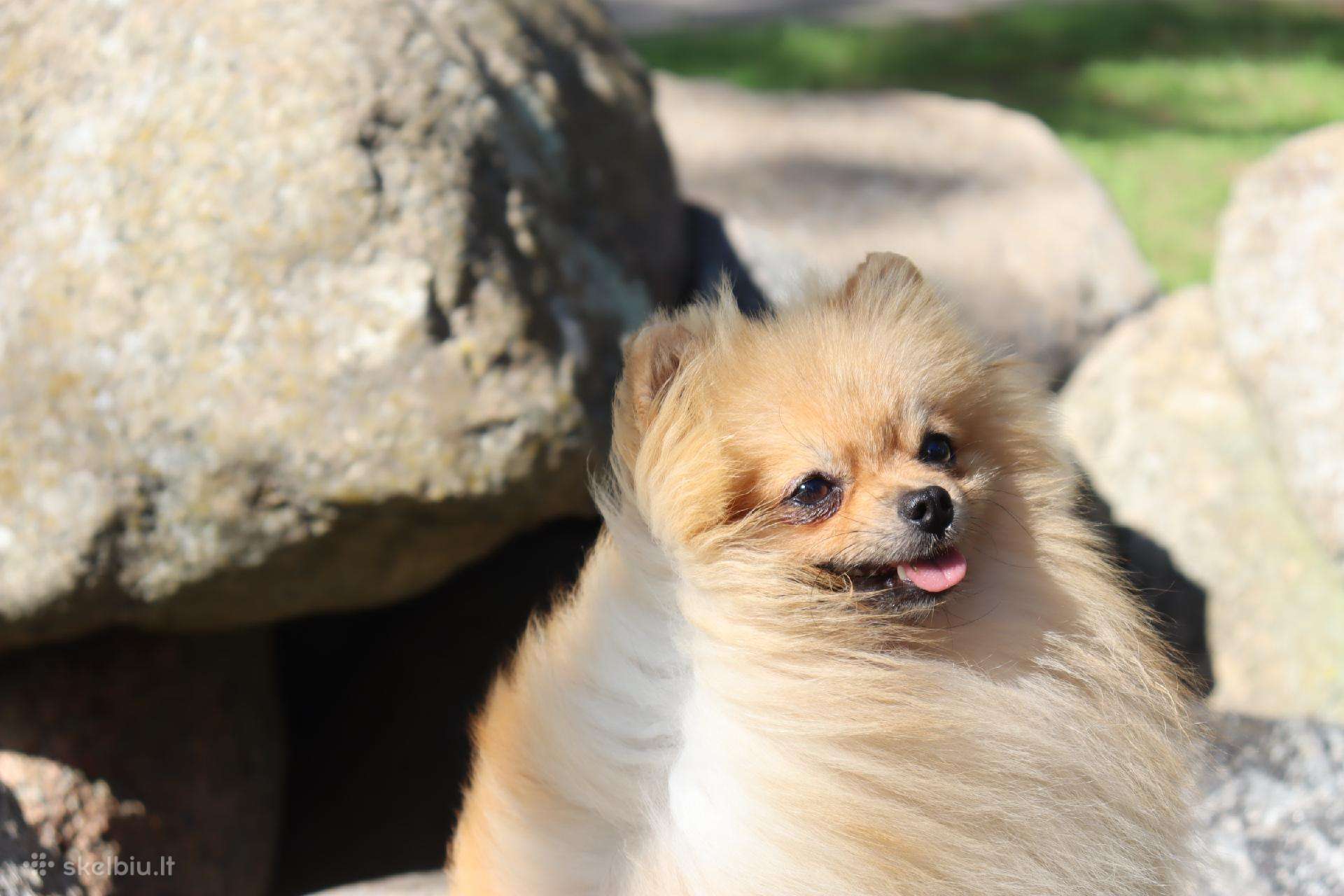 Pomeranijos špicas su dok.