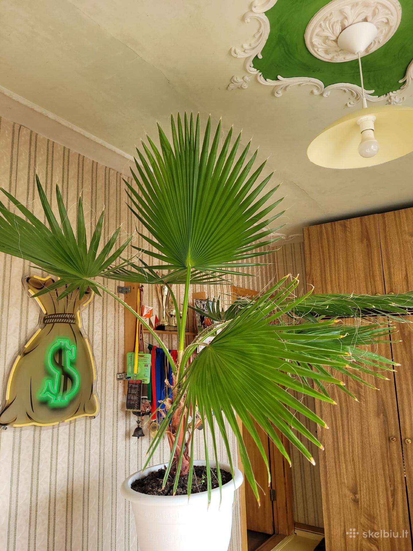 Vėduoklinė palmė Washingtonia