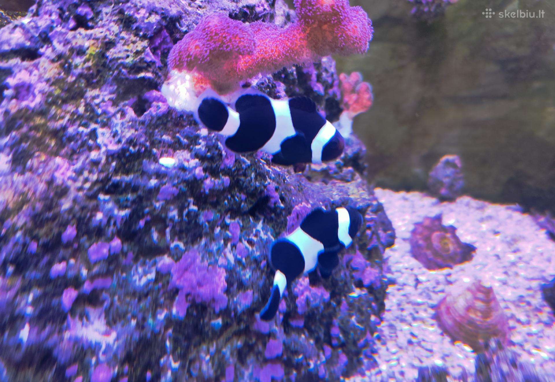 Tank bred black ocellaris clownfish (dvi žuvys)