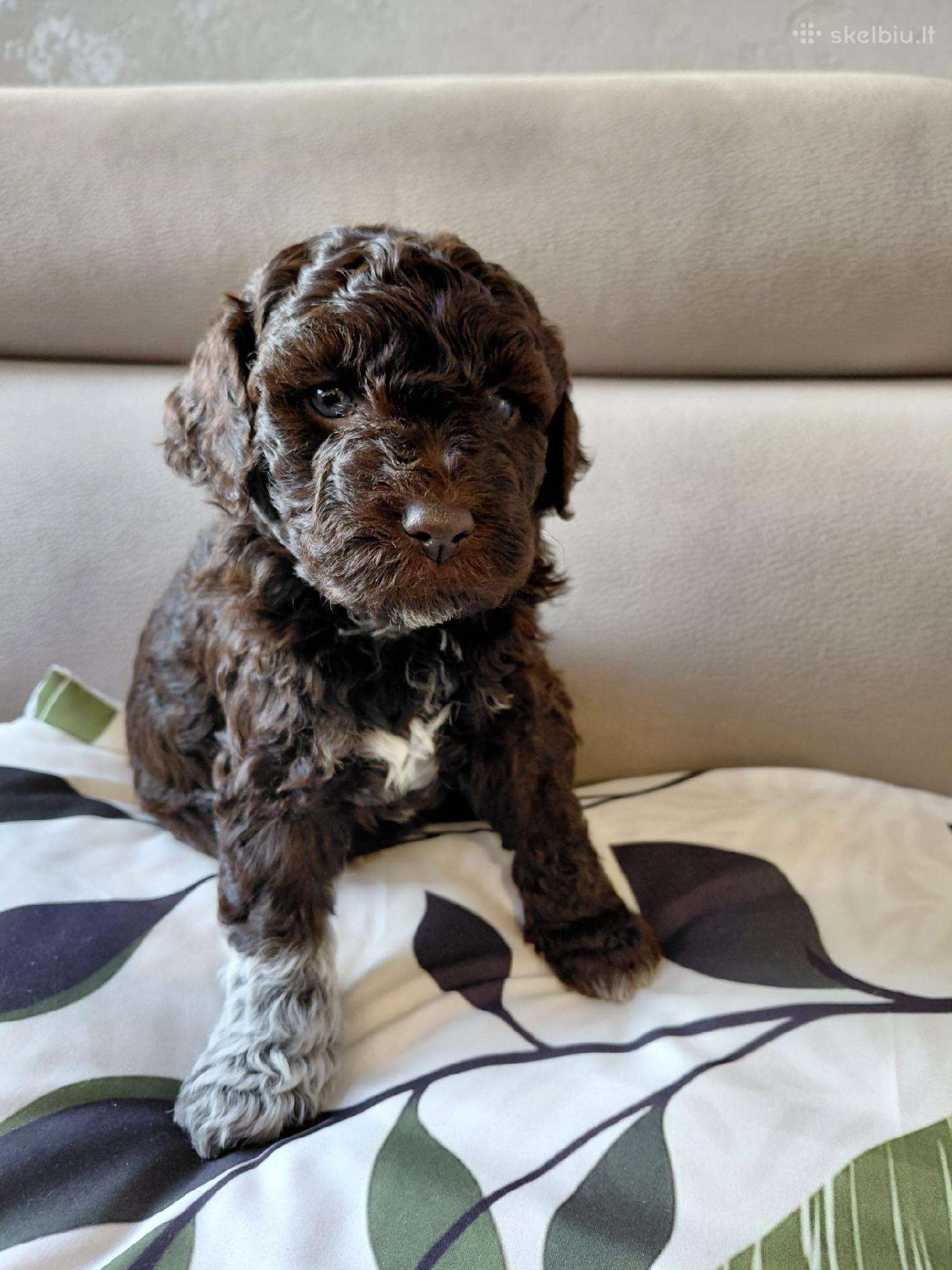 Lagotto Romagnolo - šuniukai su Fci kilmės dok