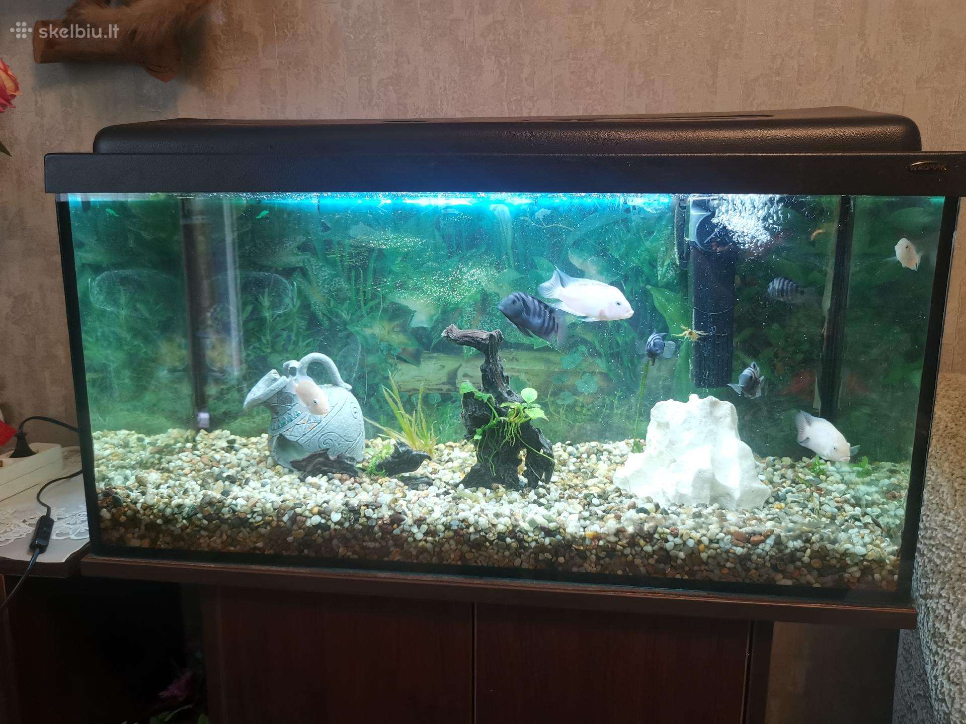 Akvariumas su viskuom