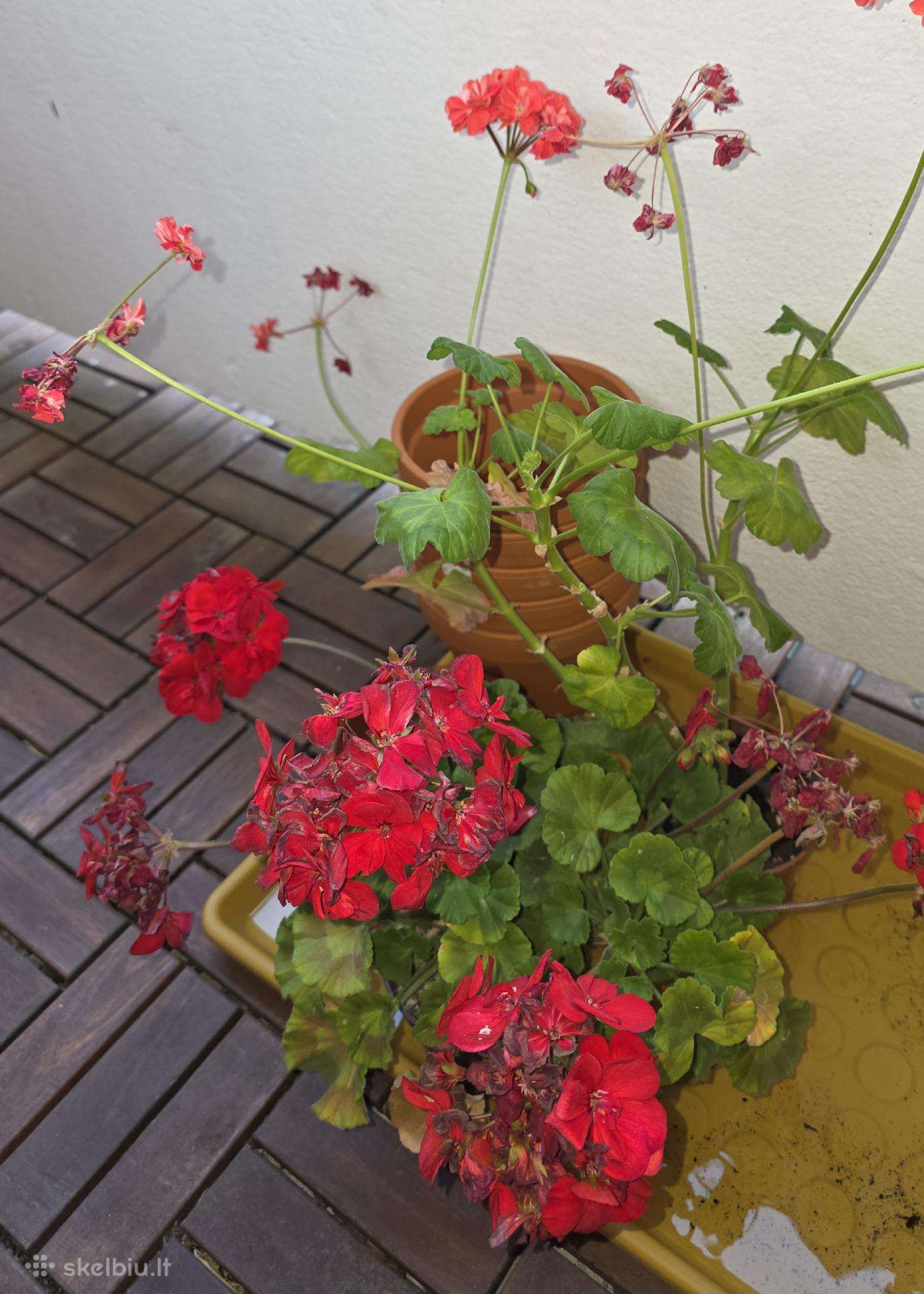 Dovanoju dvi pelargonijas