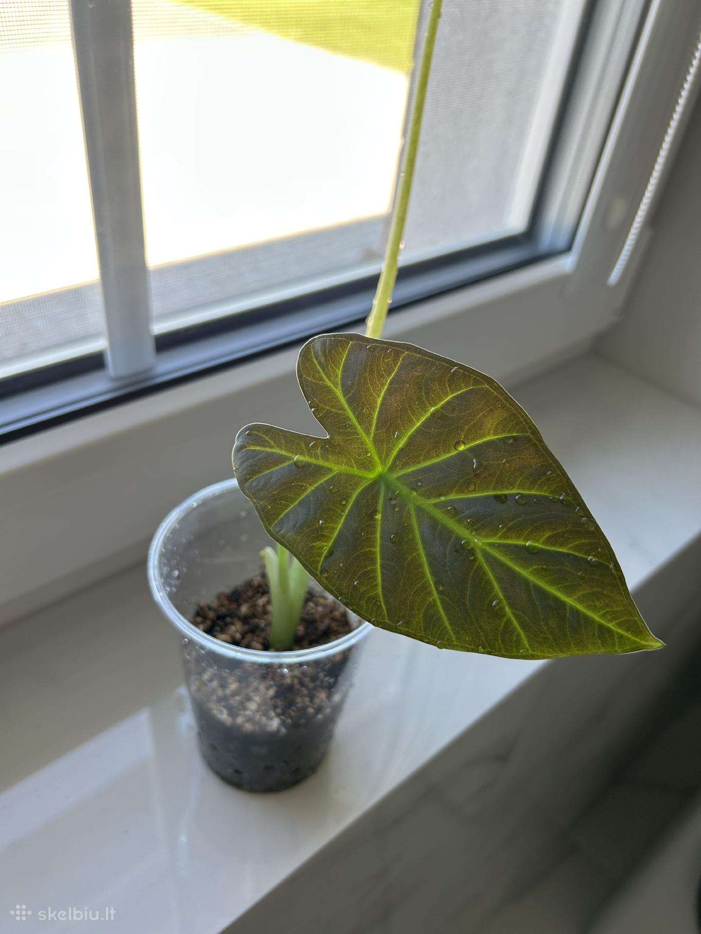 Alocasia Regal Shields
