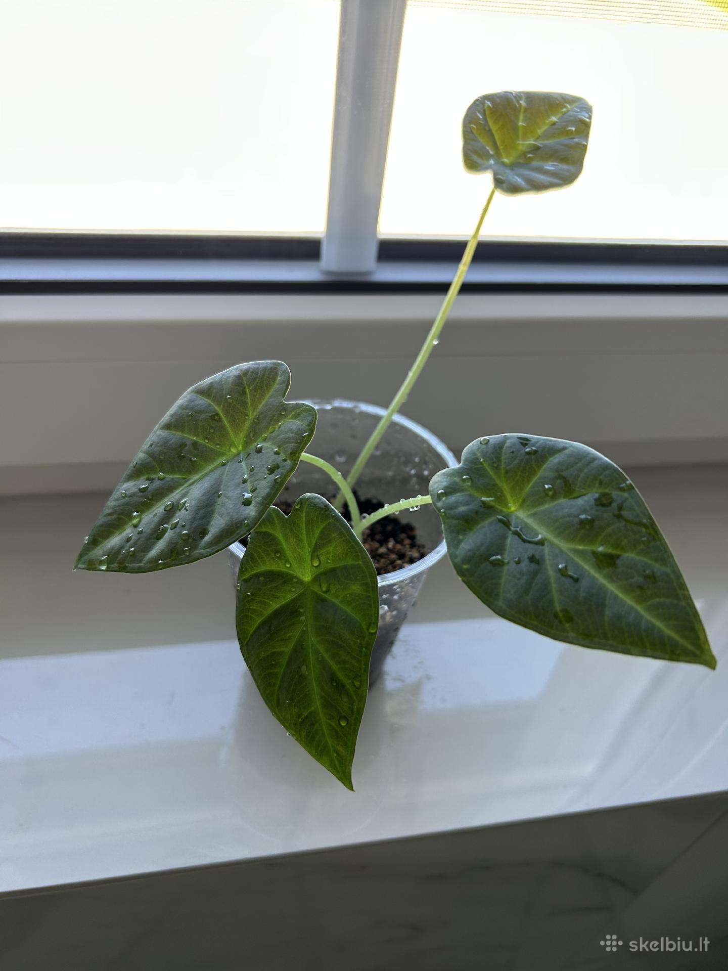 Alocasia Regal Shields