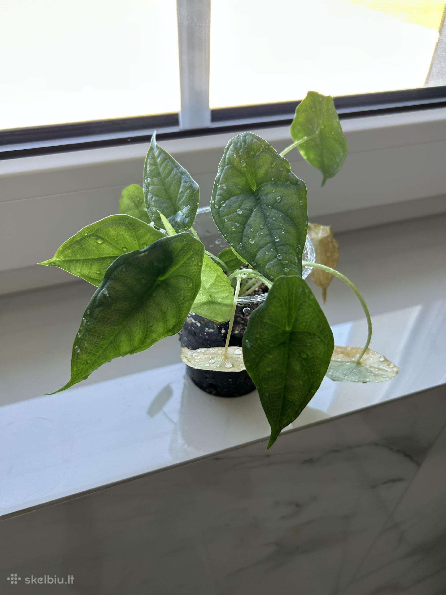 Alocasia heterophylla Dragon's Breath