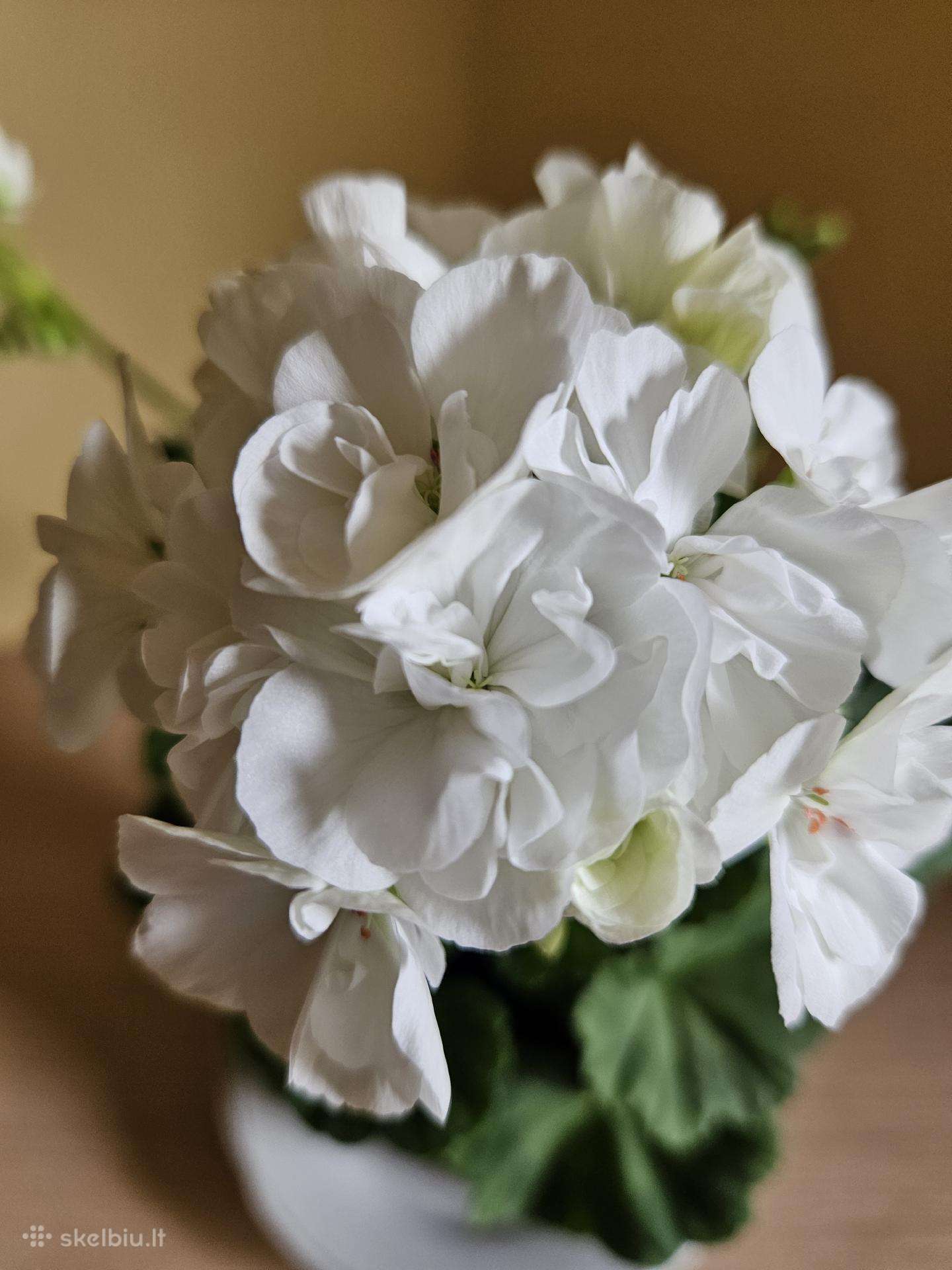 Pelargonija
