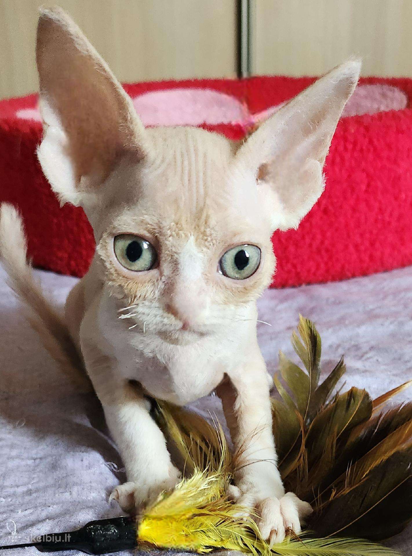 Devon Rex kačiukai