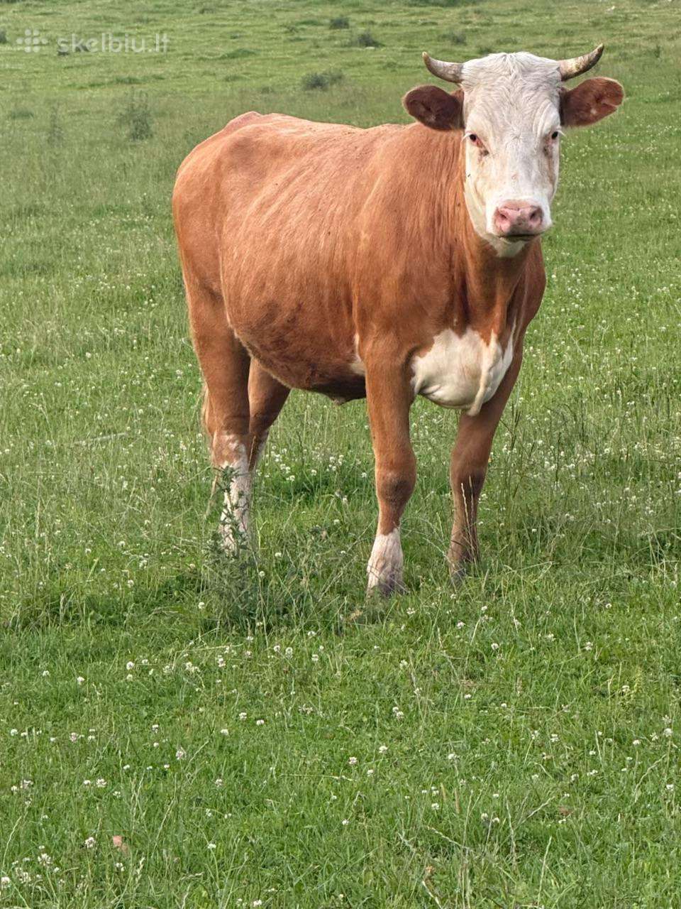 Karvę telycia