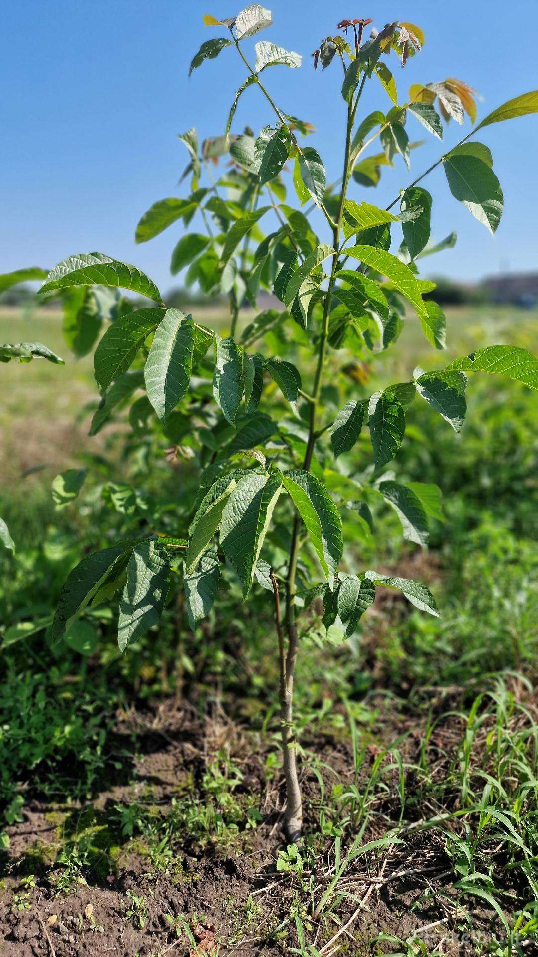Rudeniui dvimečiai graikinių riešutmedžių sodinuka
