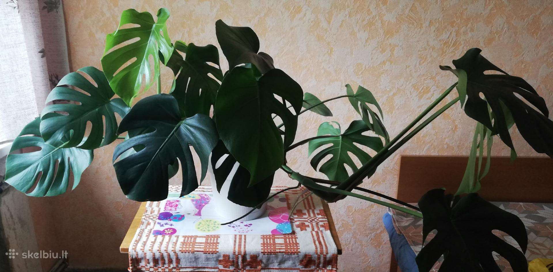 Monstera