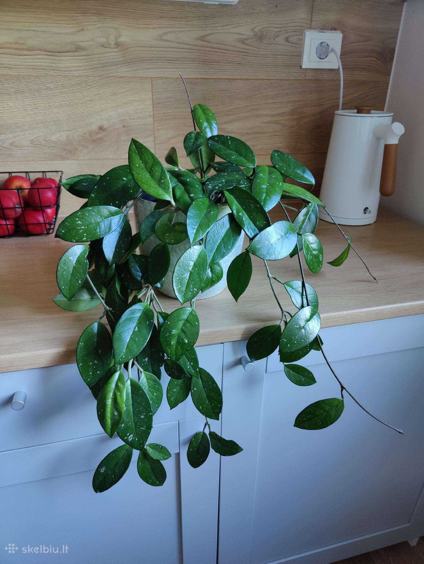 Hoya Carnosa Splash