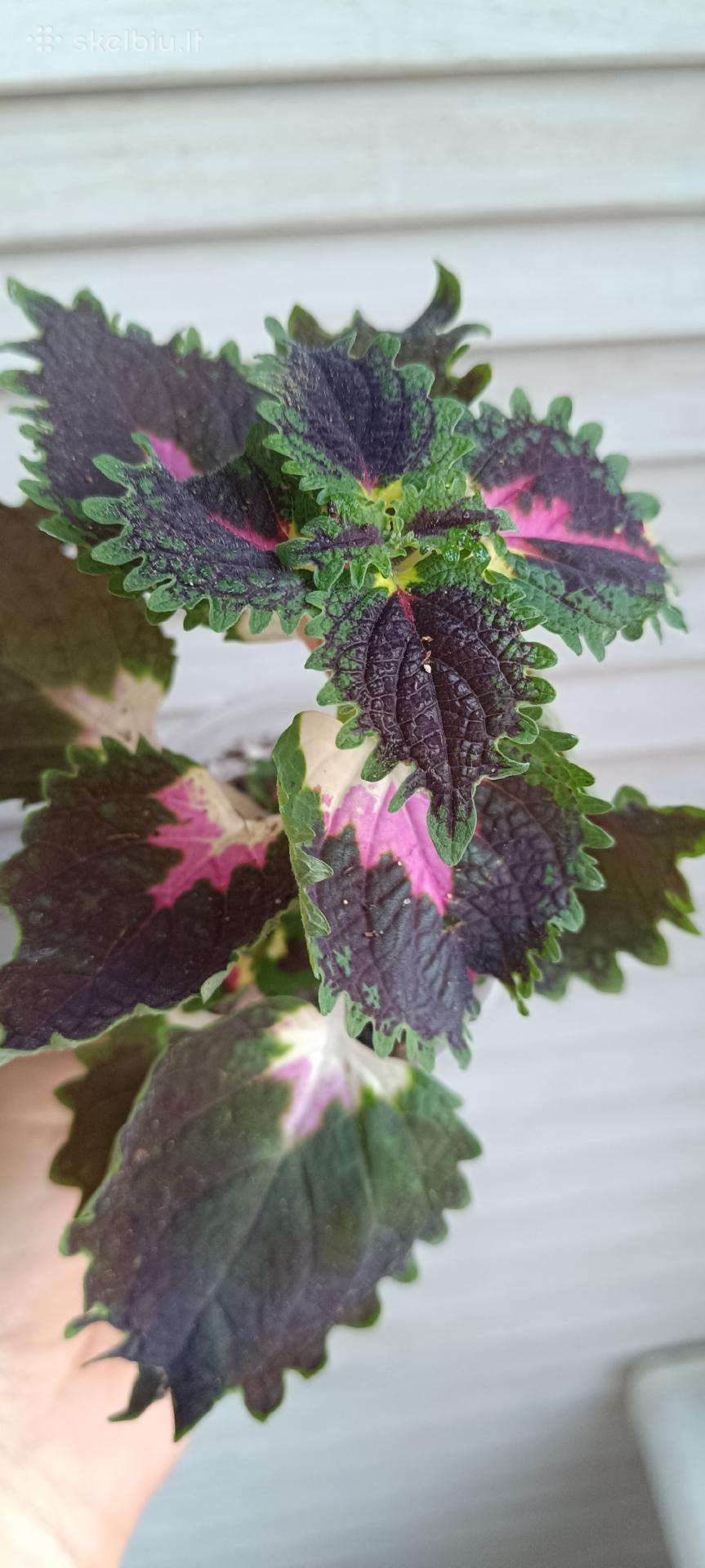 Margeniai (Coleus)