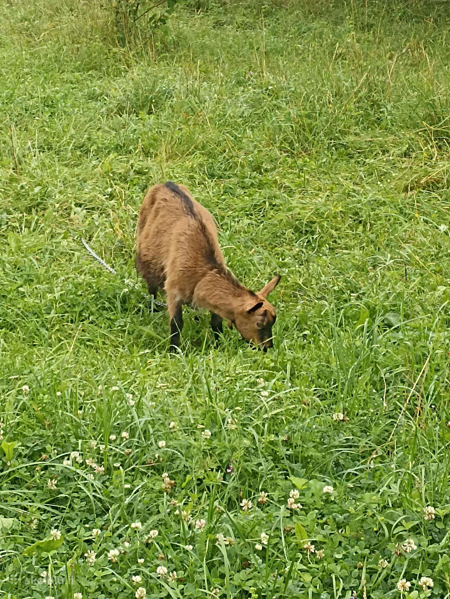Ožka ganymui (Hermafrodite)