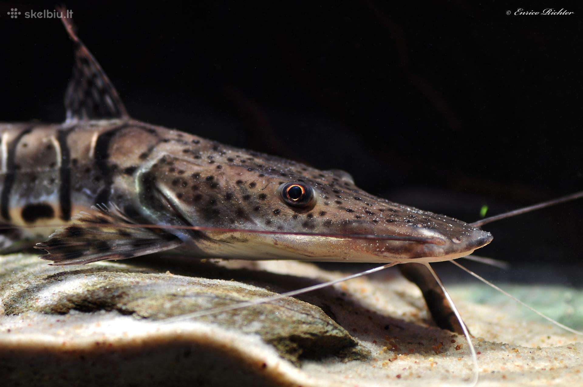 Parduodama žuvis Pseudoplatystoma fasciatum