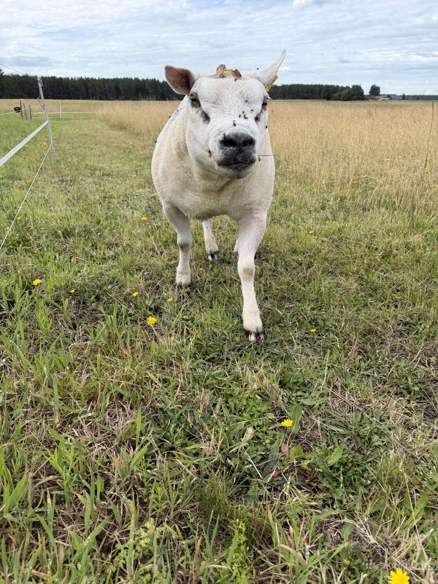 Texel veislės avinas