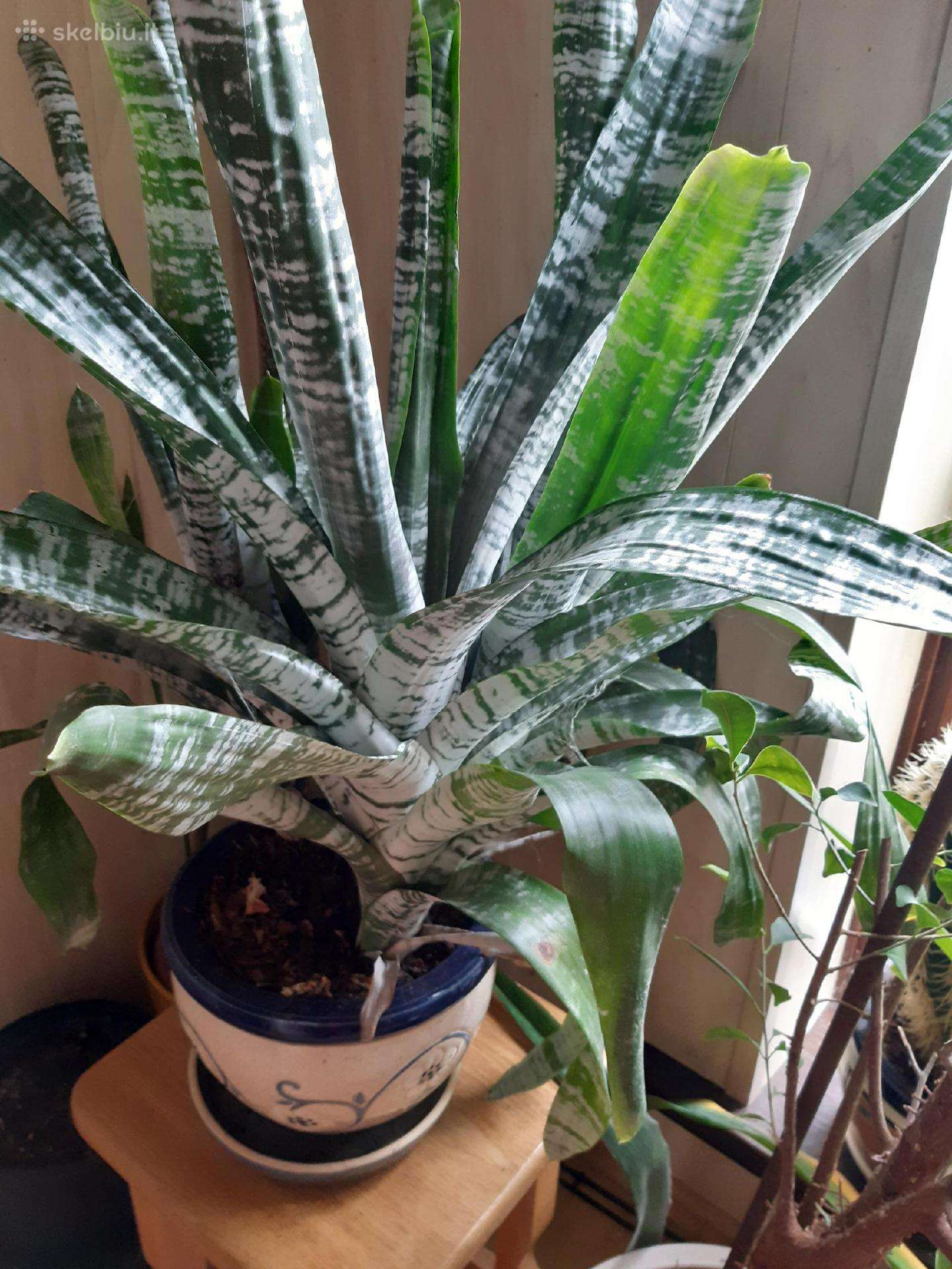Vazoninė gėlė Bromelija