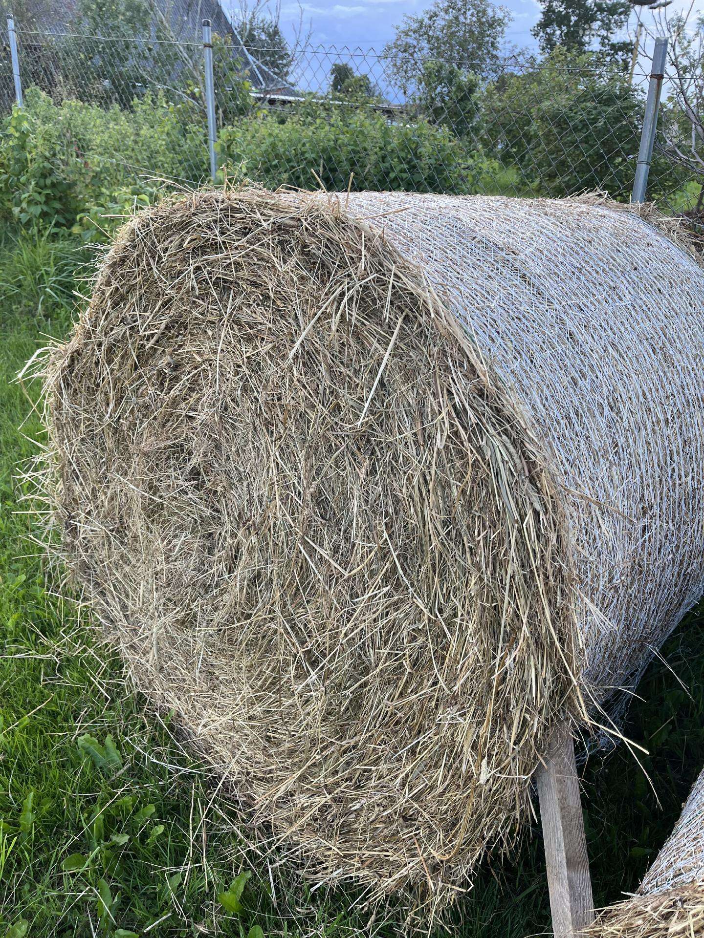 Šienas