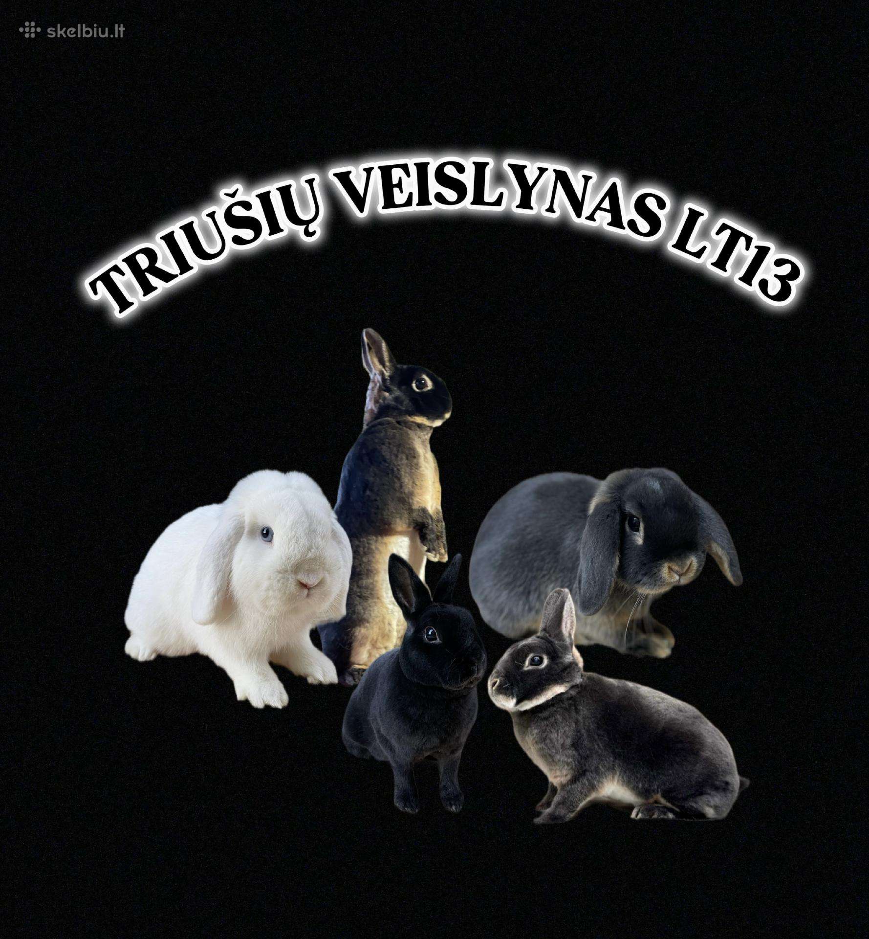 Kilmingi nykštukiniai triušiukai