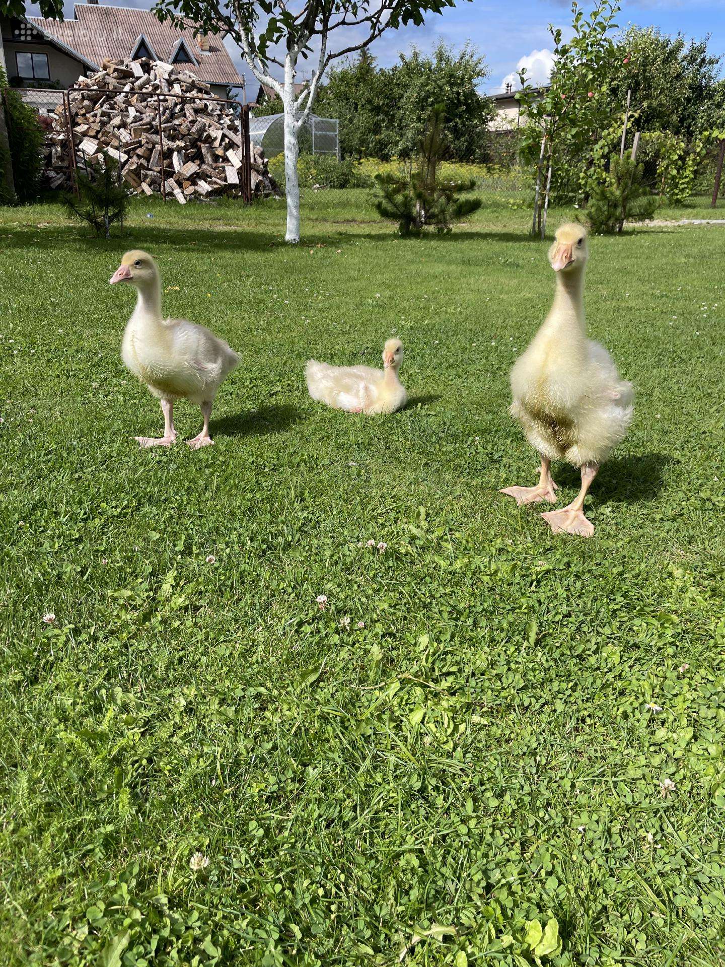 Trys žąsiukai į geras rankas