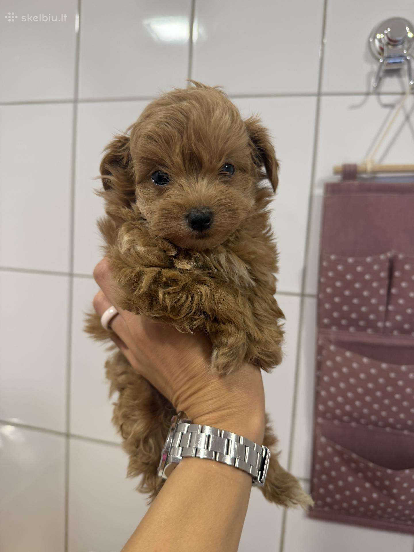 Maltipoo