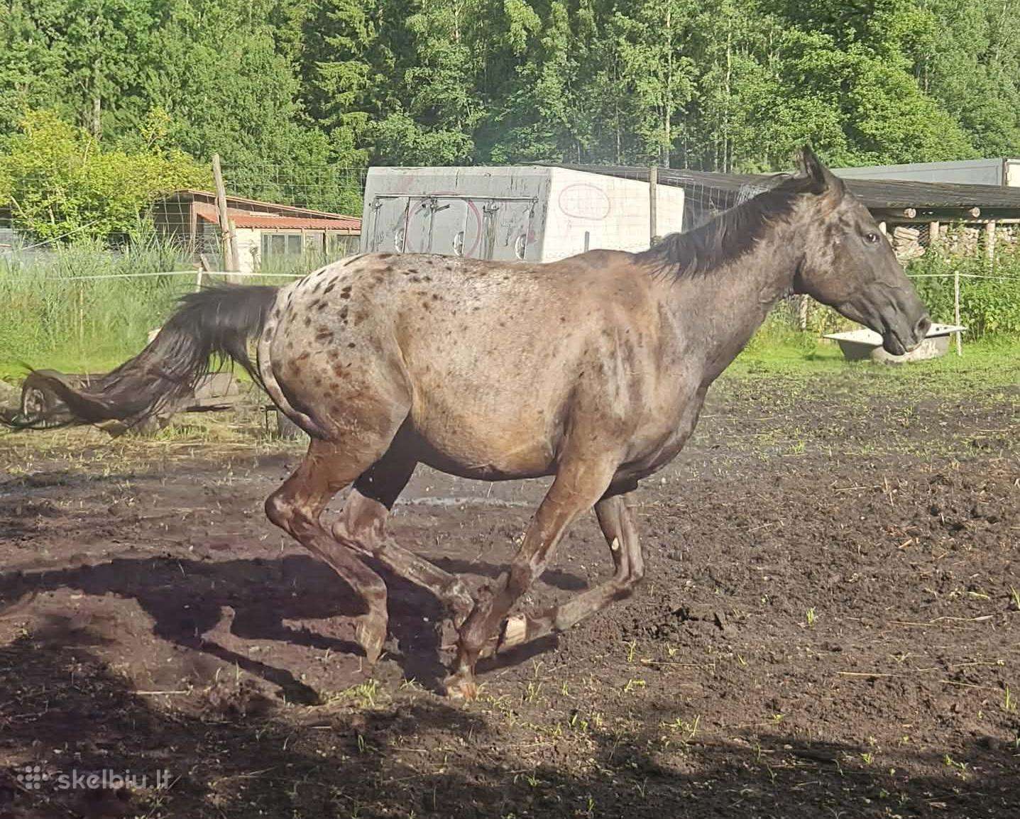 Apaloosa kumelė 3,5 m.