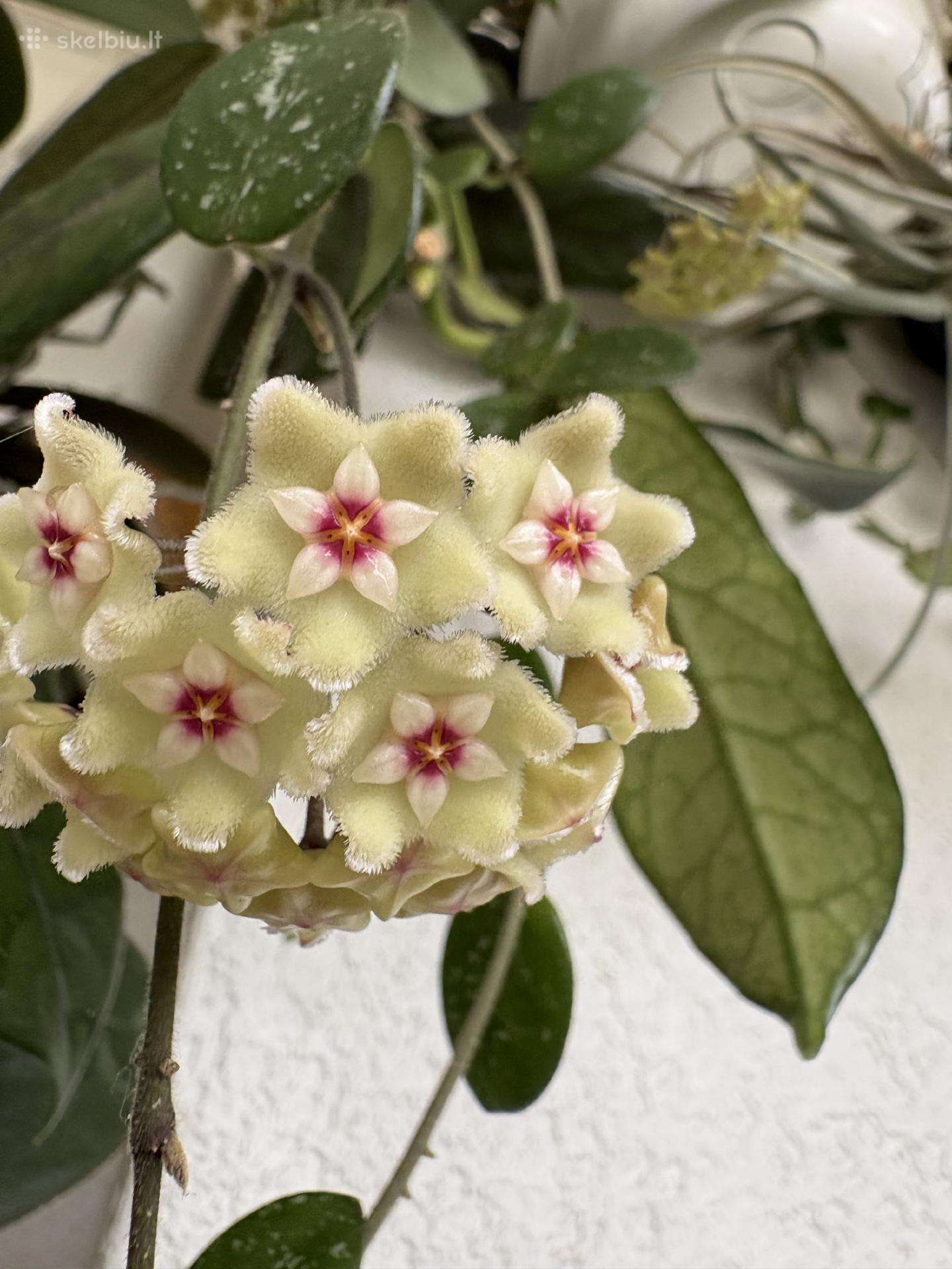 Hoya Mathilde