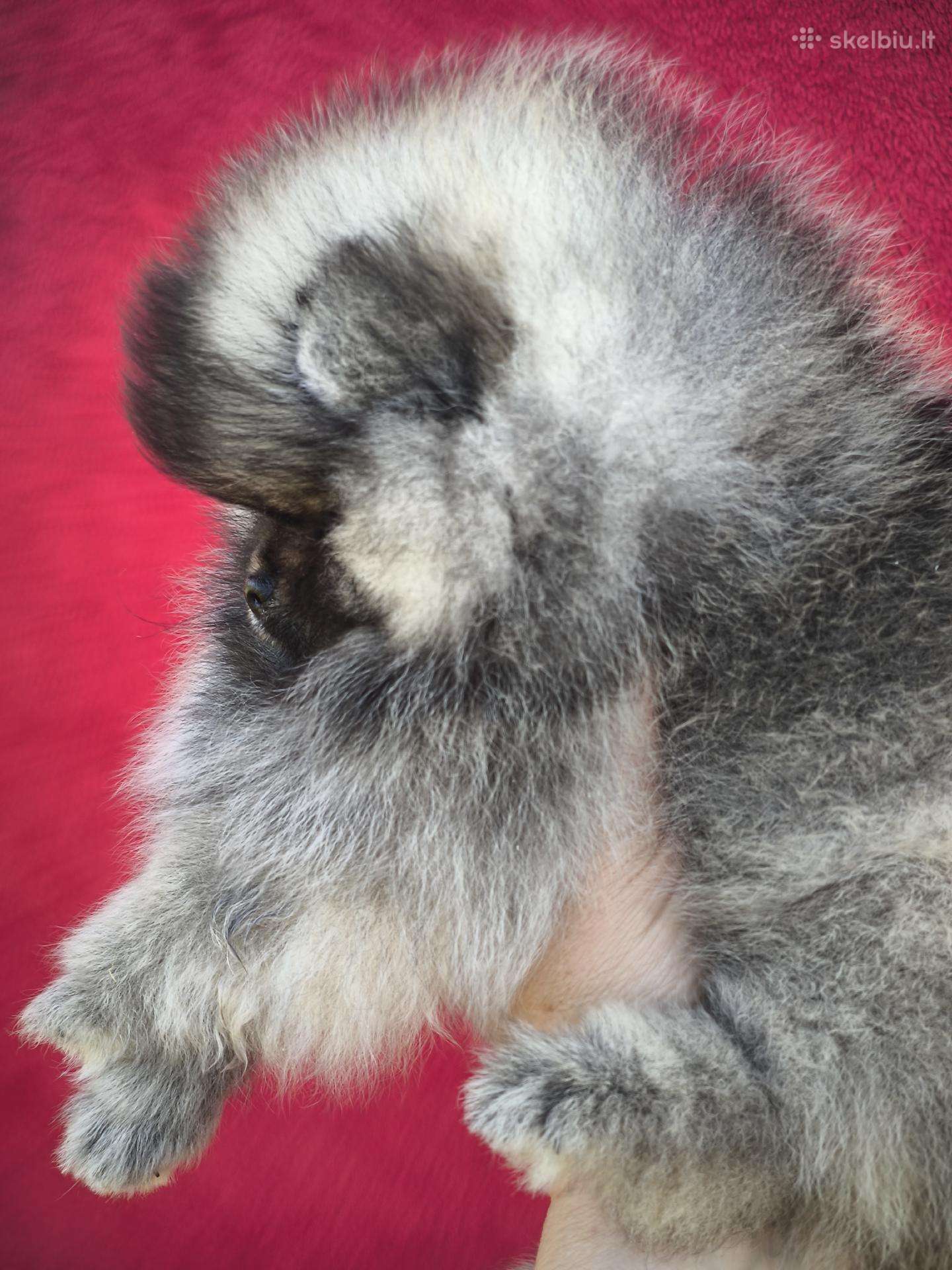 Sabalo Pomeranijos špicų mergaitė