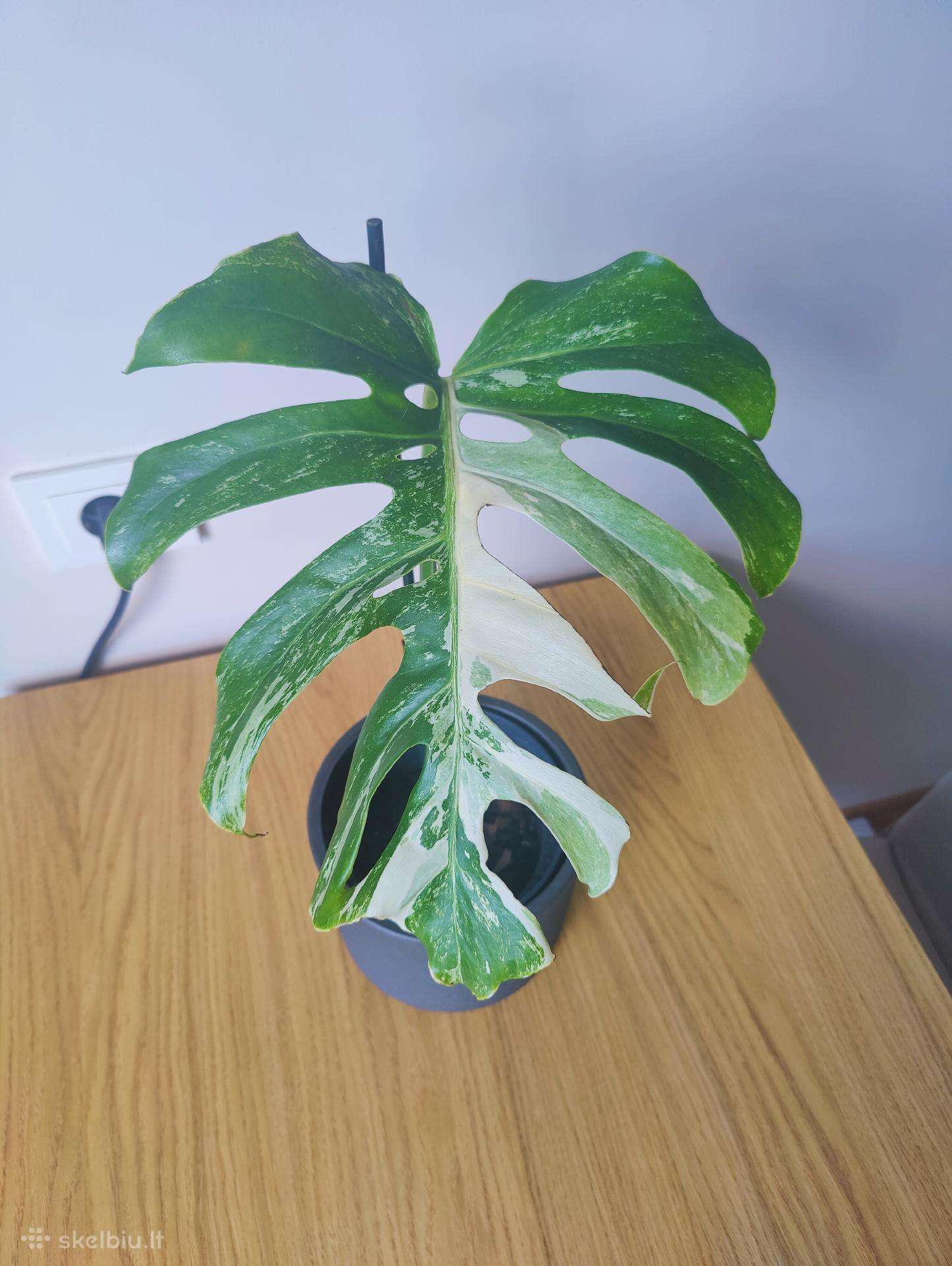 Monstera albo