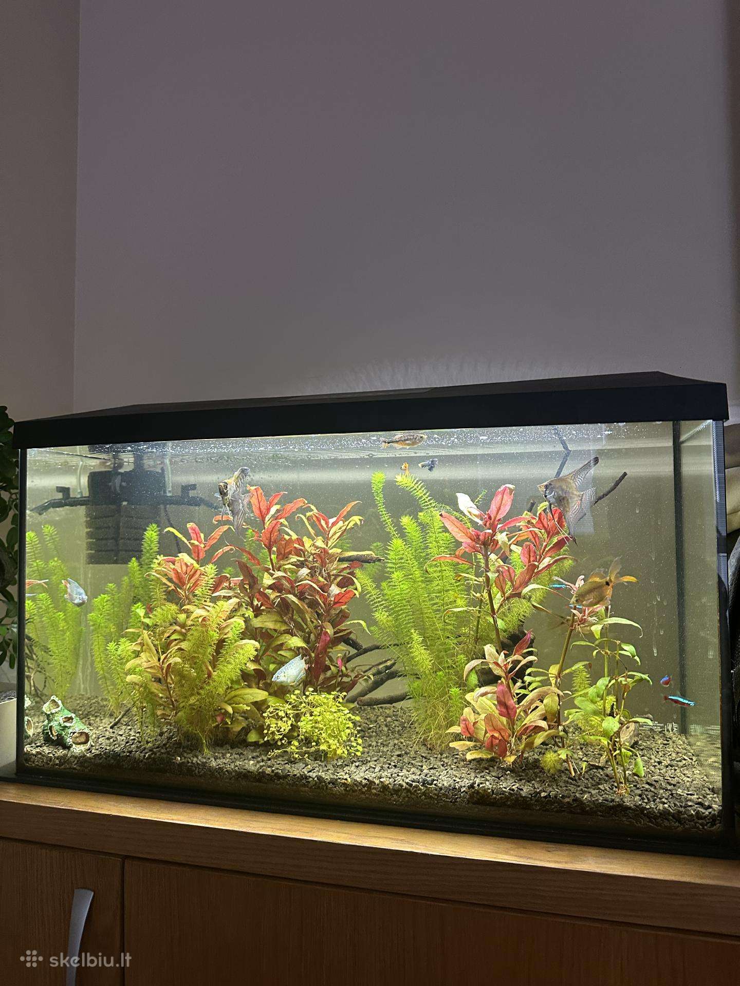 Aquael leddy 75 akvariumas