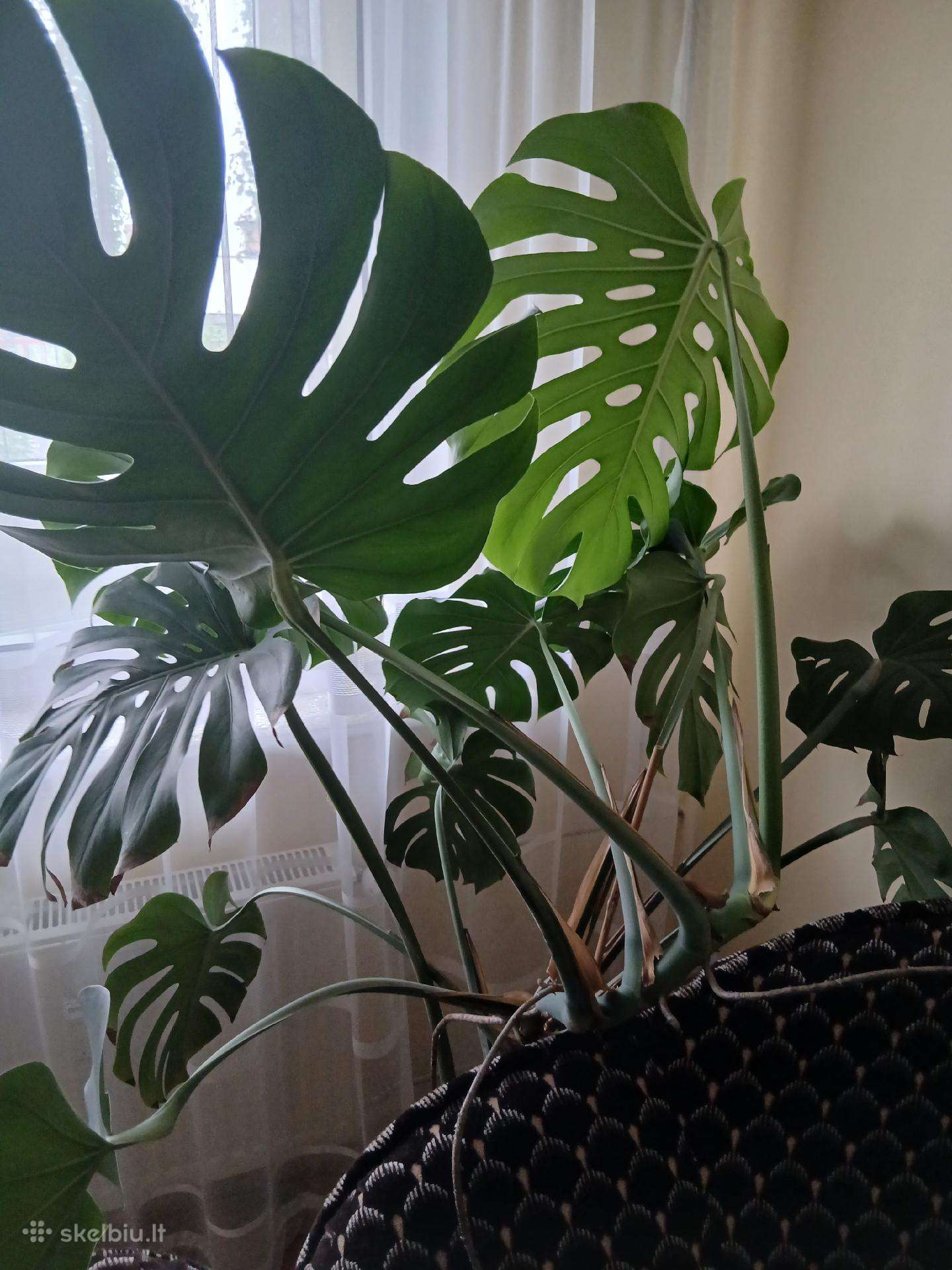 Nuostabioji monstera