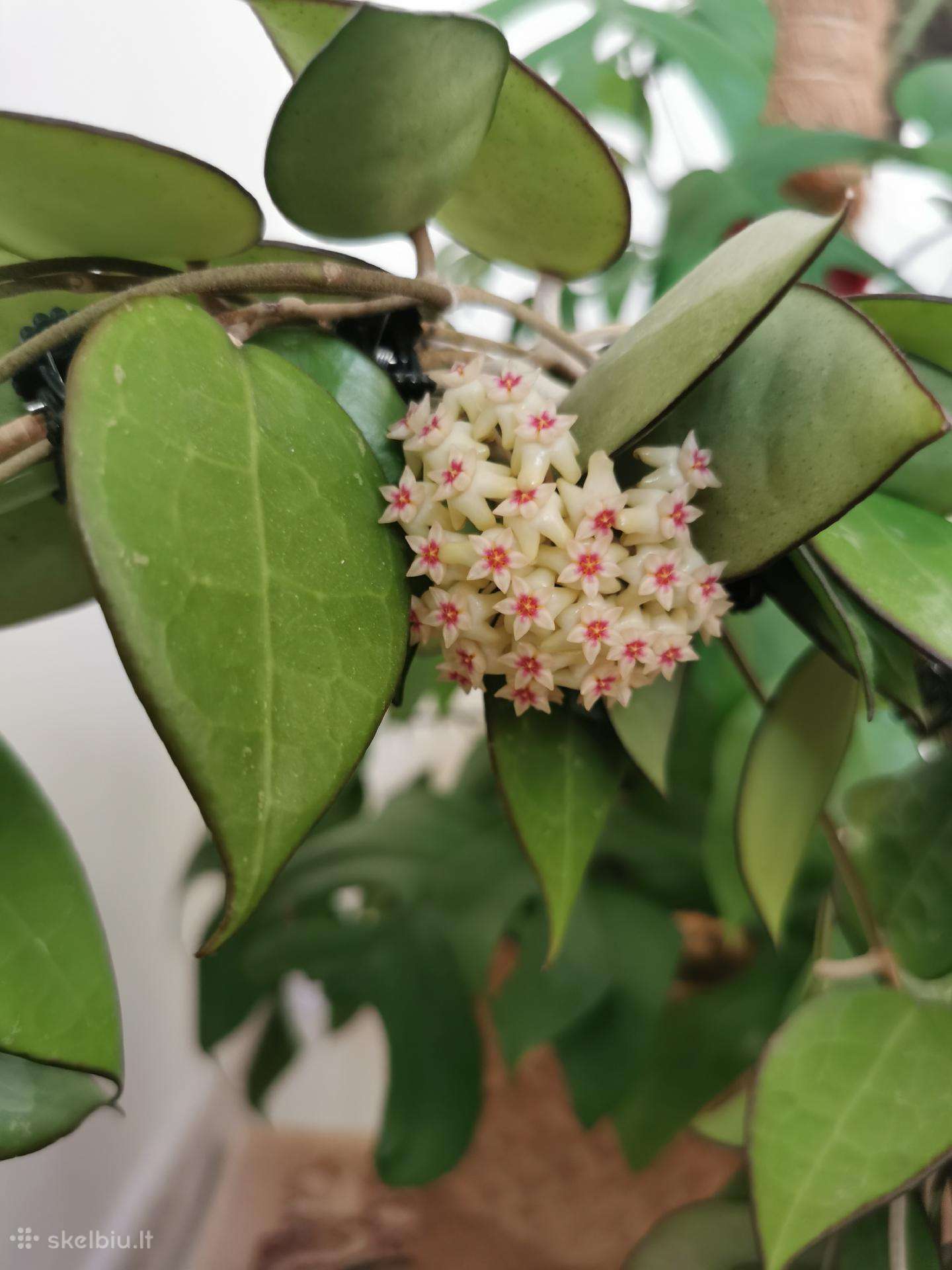 Hoya Parasitica Black Margin