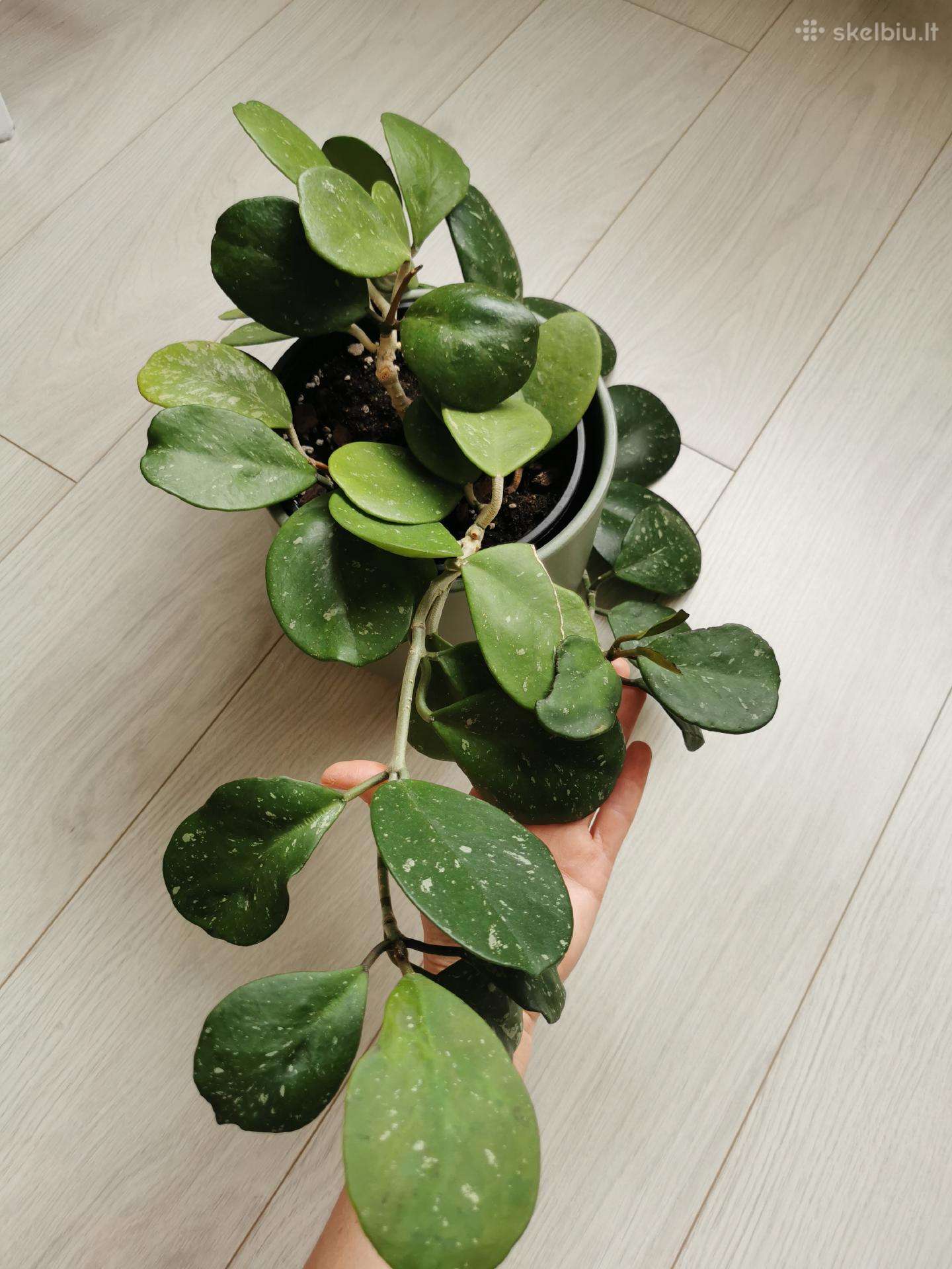 Hoya Obovata