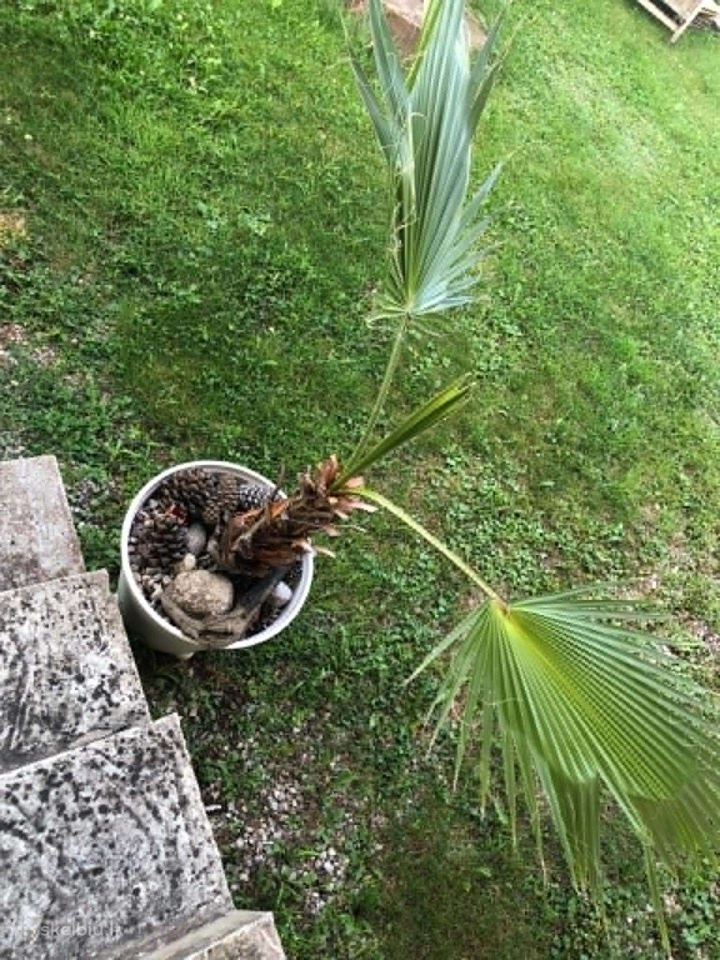 Atiduodama Palmė