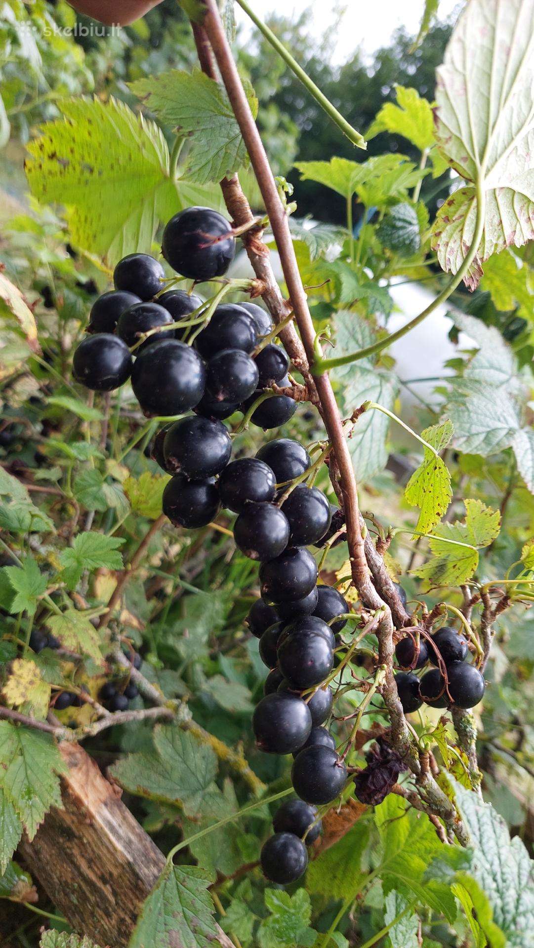 Juodieji serbentai 1kg-5€ didelės, labai skanios