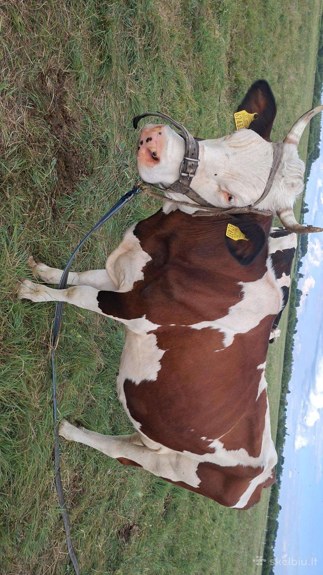 Karvė