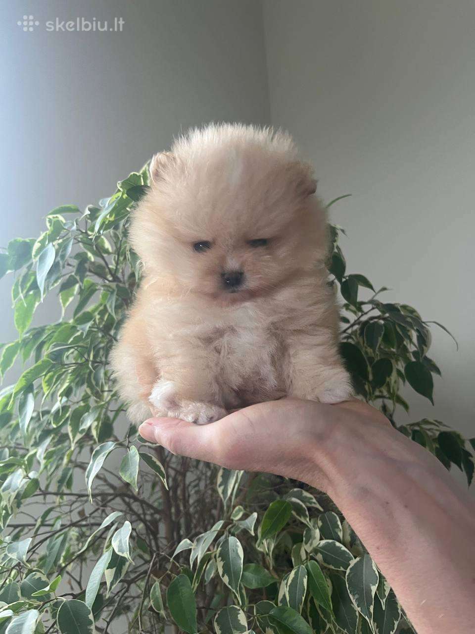 Nikštukiniai Pomeranijos špicai