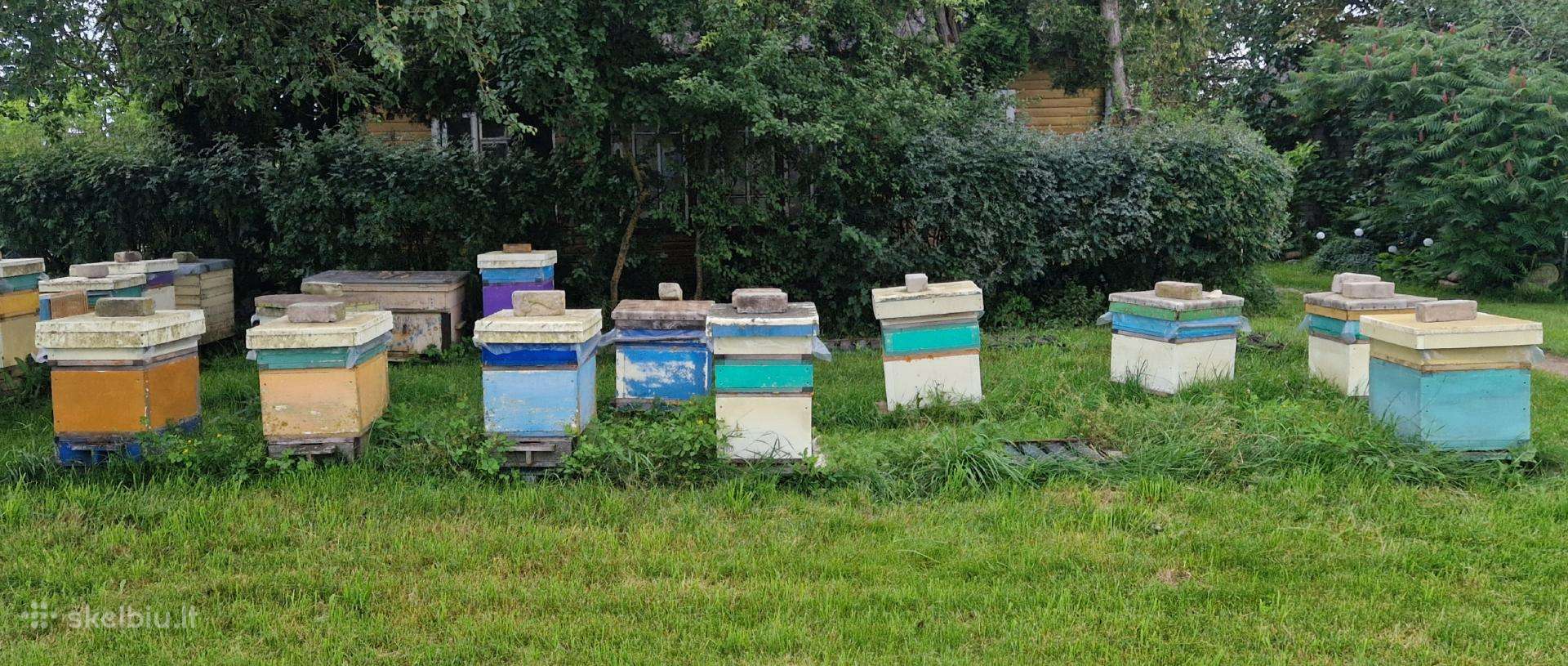 Parduodami aviliai su bičių šeimomis