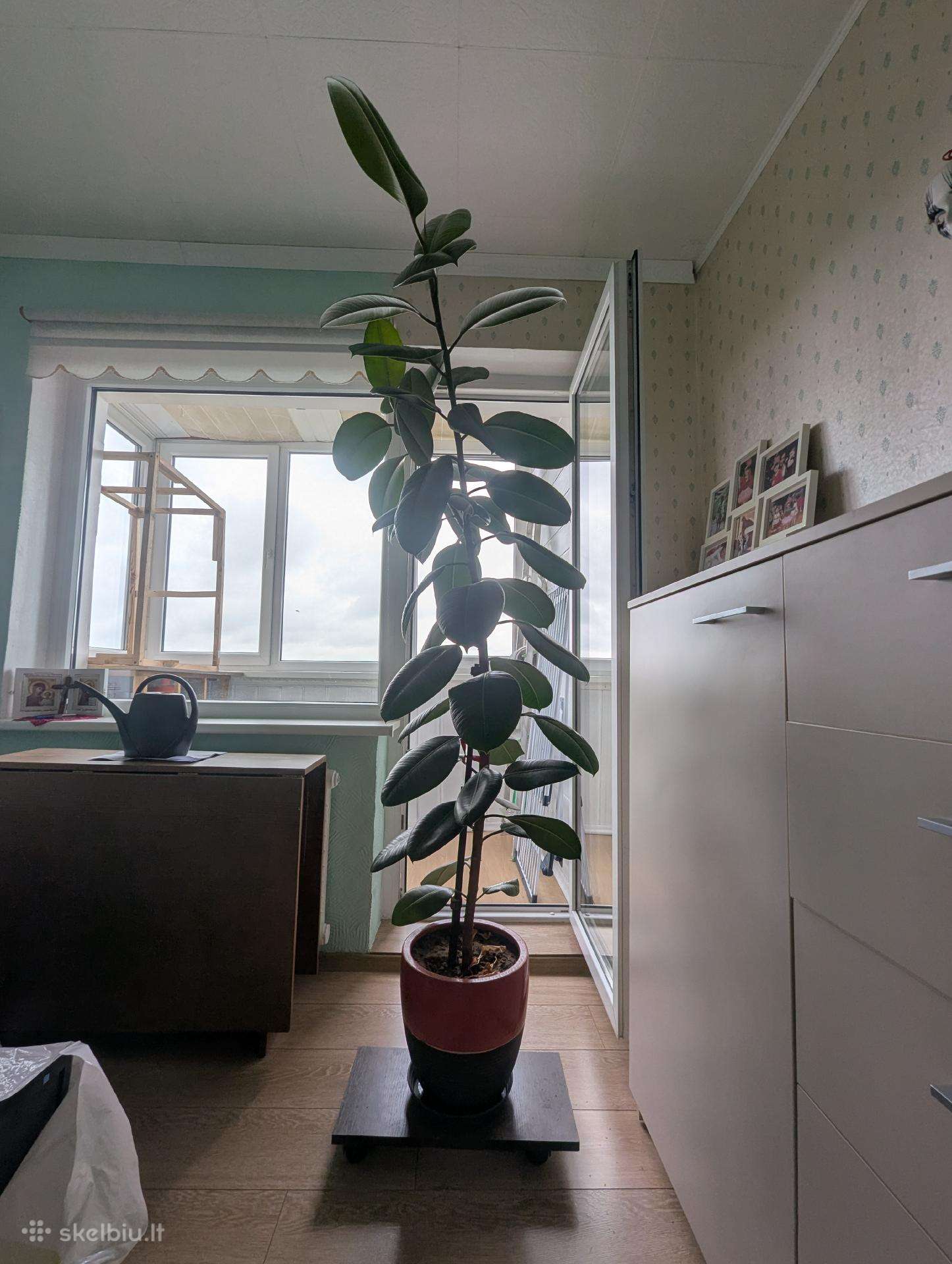 Fikusas (Ficus elastica)