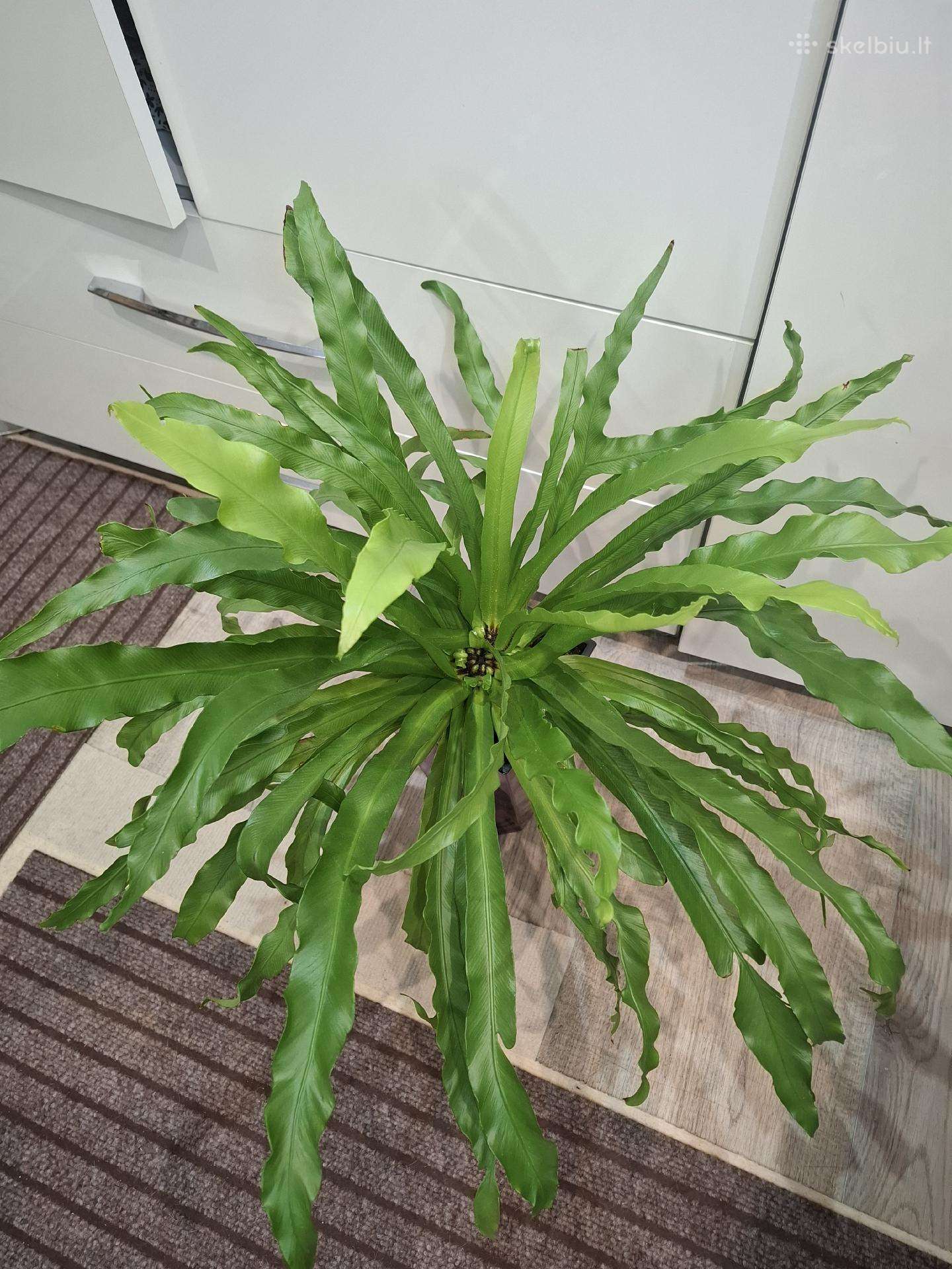 Asplenium