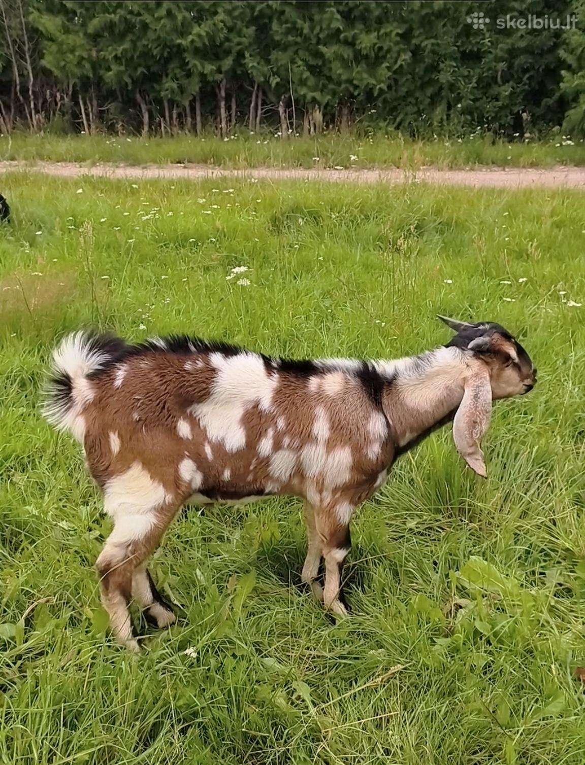 Parduodu ožį ir ožiuką