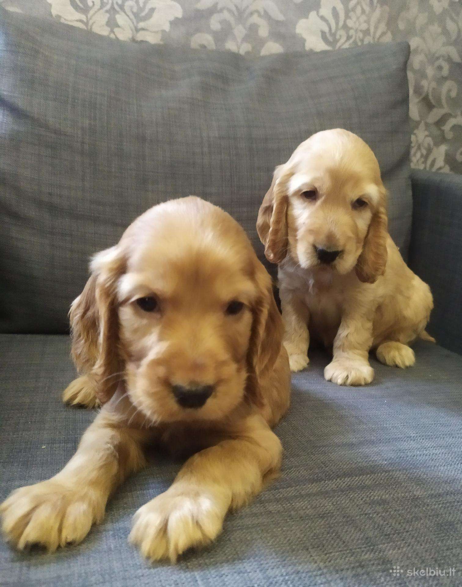 Anglu koker spanieliai