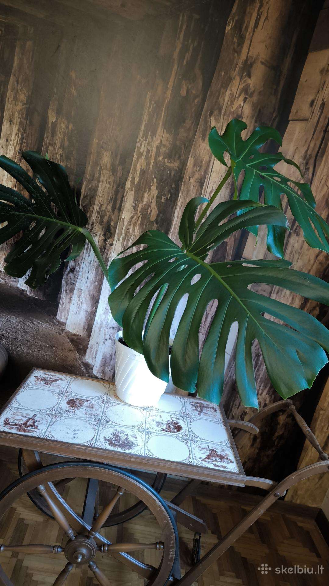 Didzialape monstera deliciosa