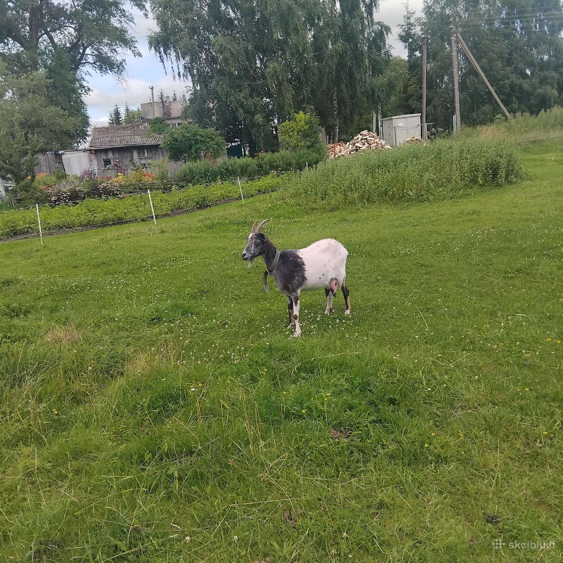 Paduodu ozka 2m
