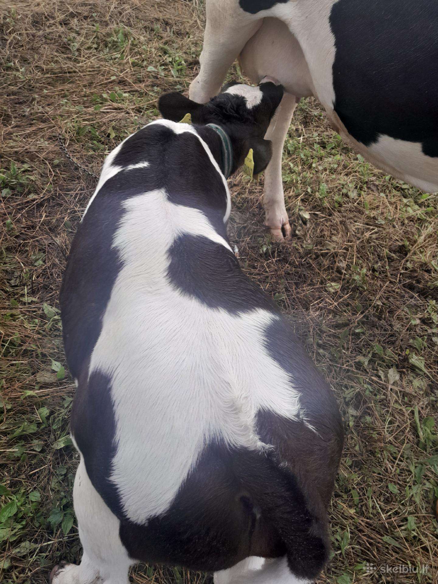 Parduodu mėnesio laiko pieninį buliuką.