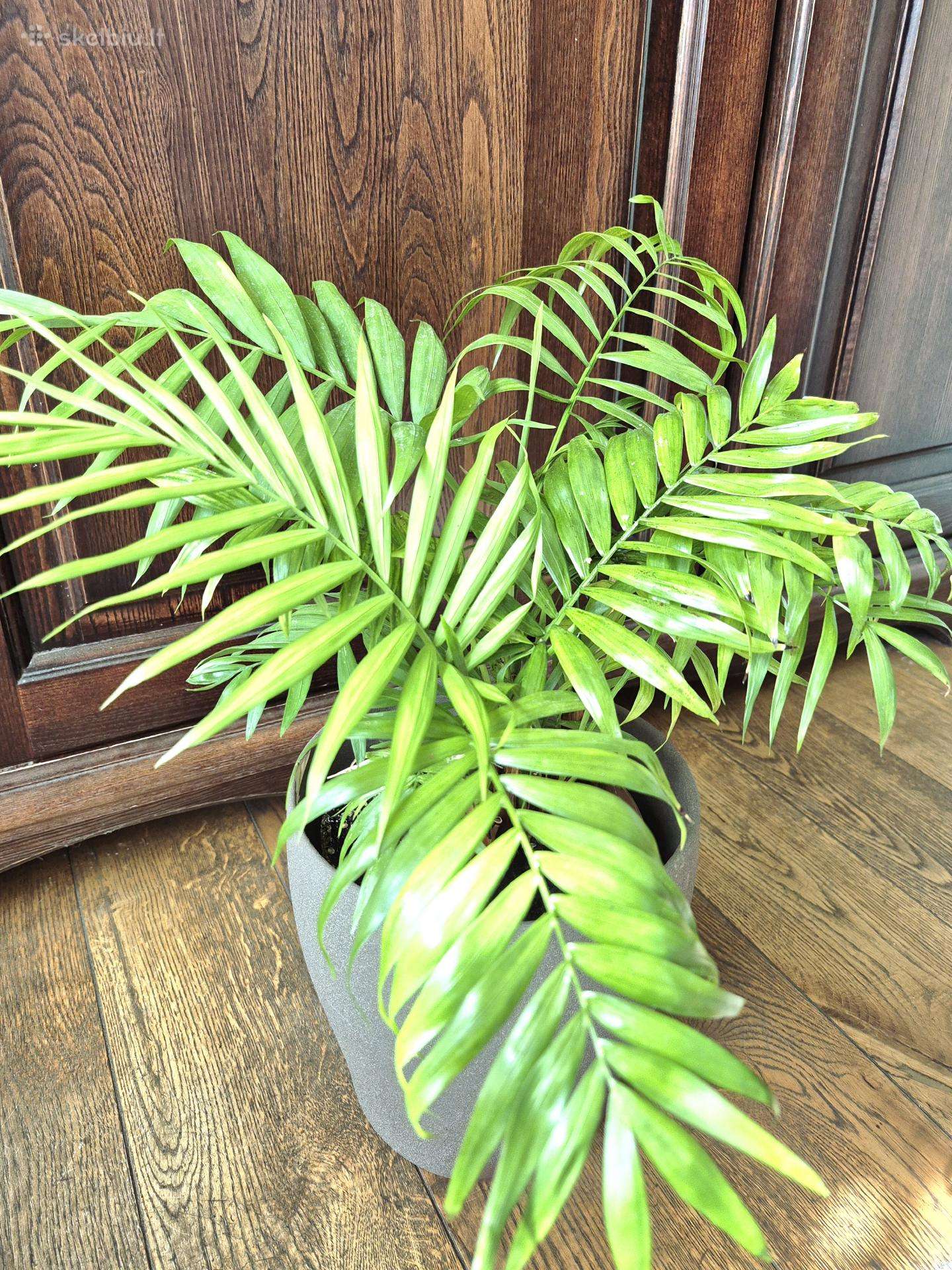 Kambarine gele palme.