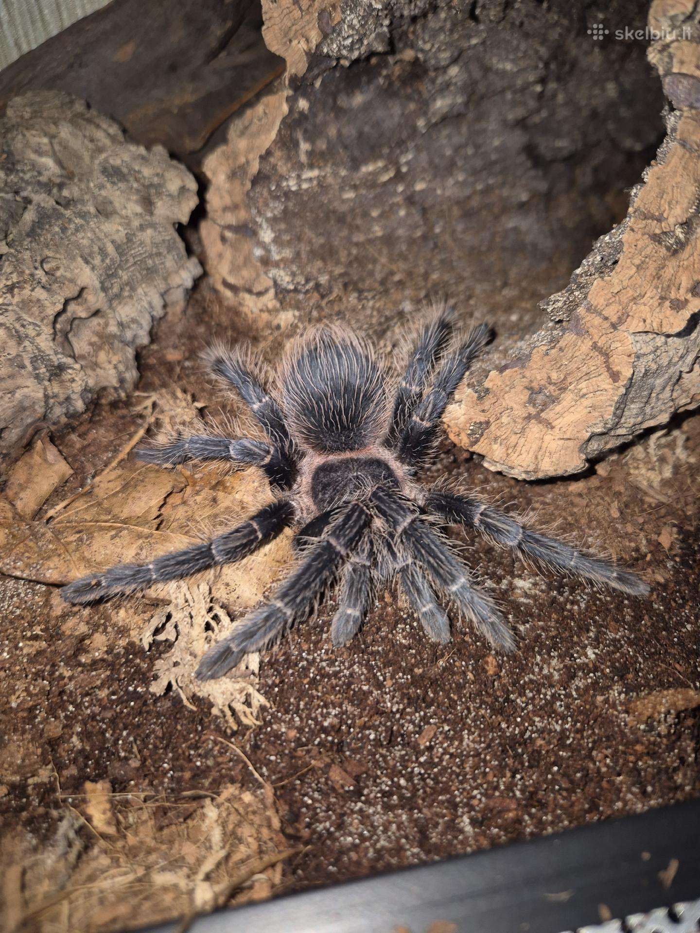 Parduodamas tarantula