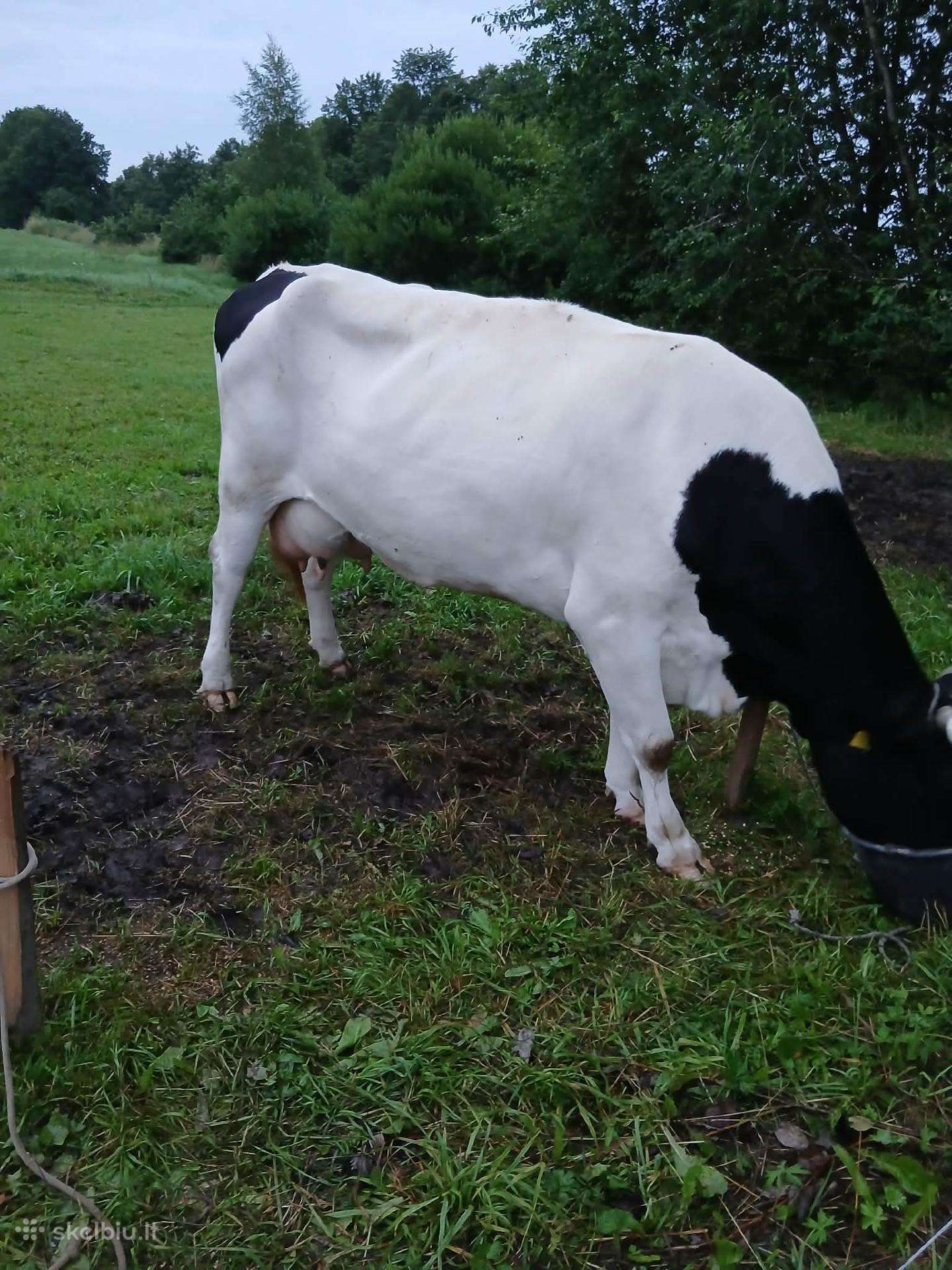 Parduodu karvę