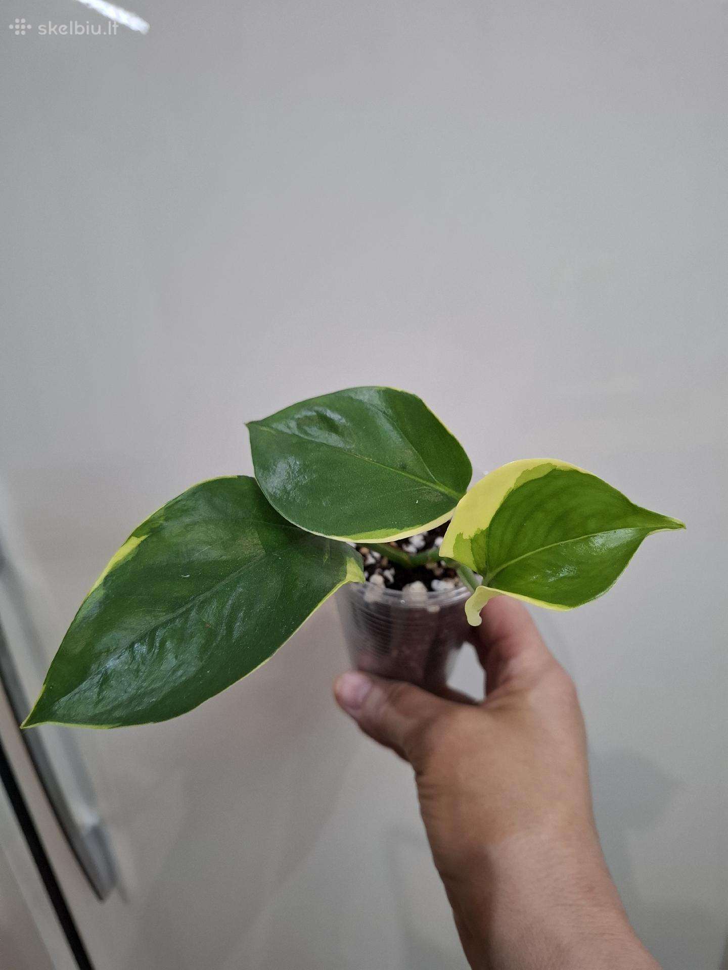 Epipremnum aureum 'Manjula Poonsin